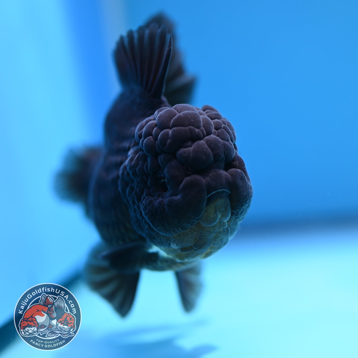 Black YuanBao Oranda 3.5 inch Body (260320_OR04)