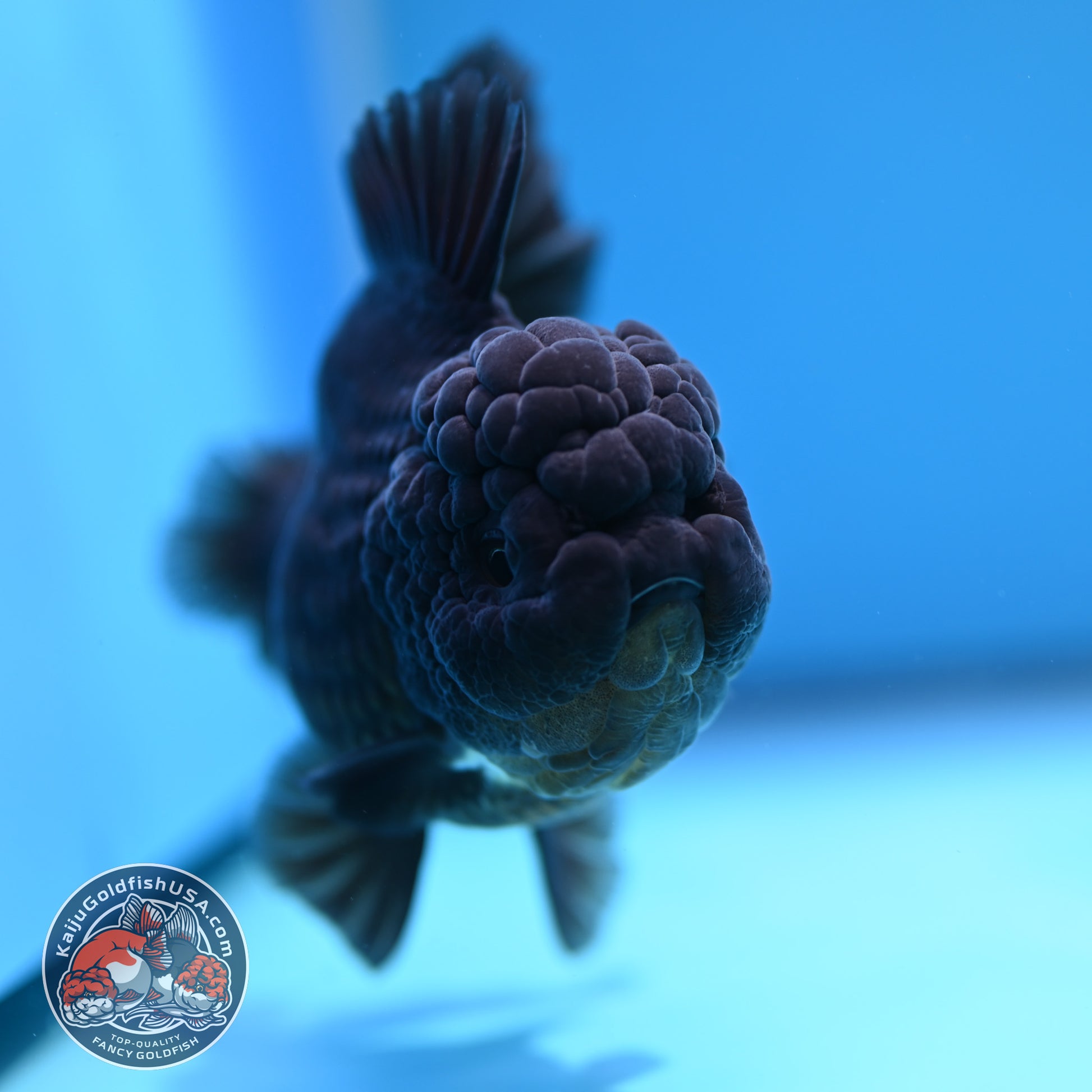 Black YuanBao Oranda 3.5 inch Body (260320_OR04)