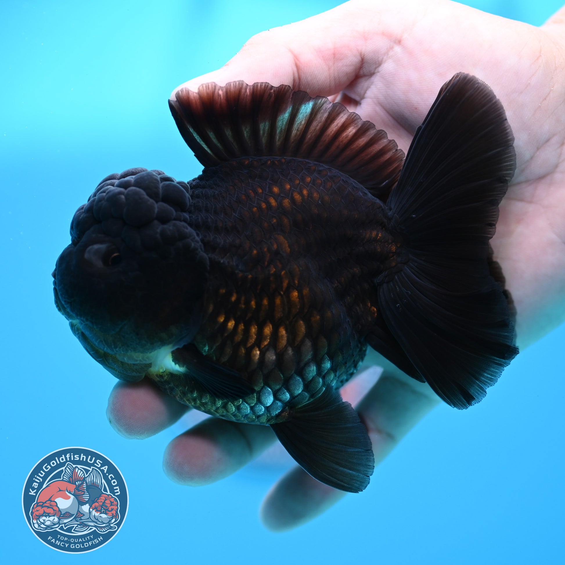Black YuanBao Oranda 3.5 inch Body (260320_OR04)