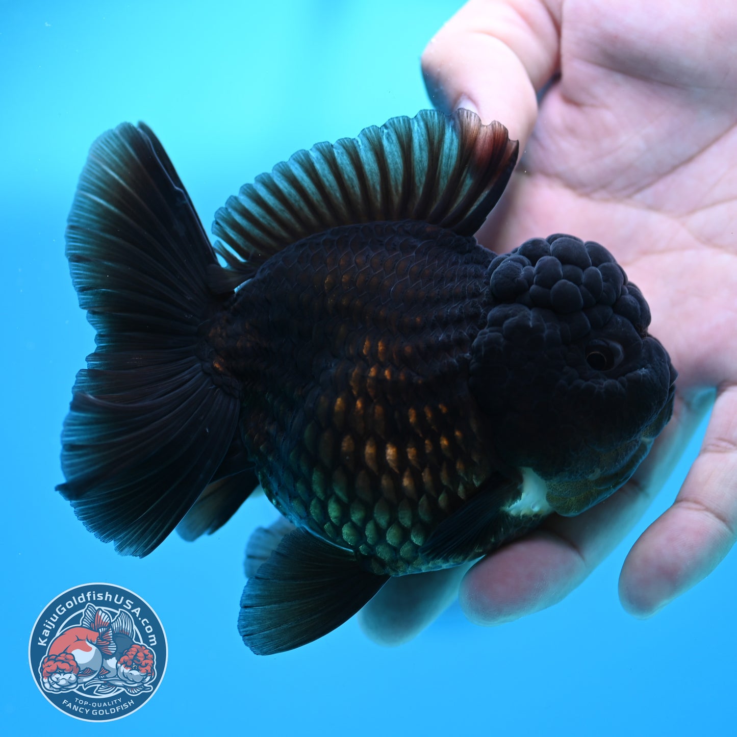 Black YuanBao Oranda 3.5 inch Body (260320_OR04)