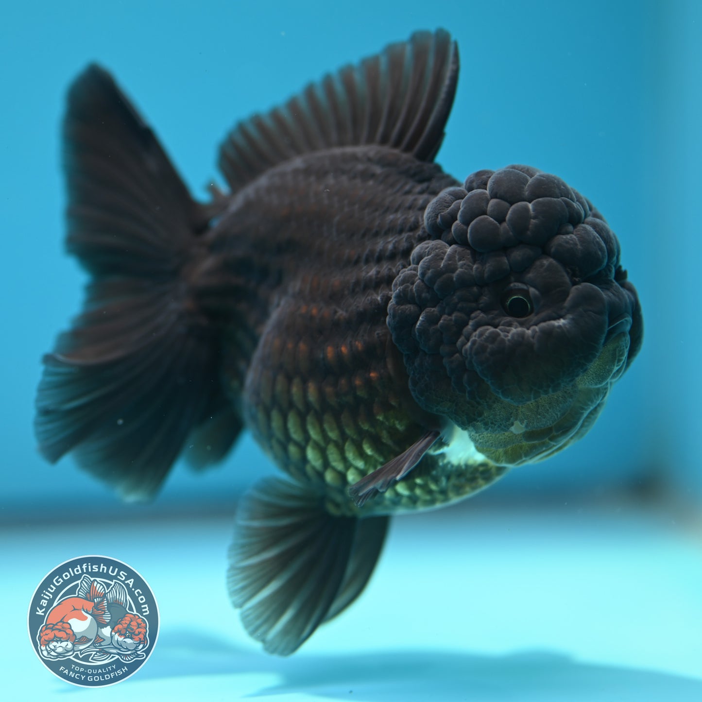 Black YuanBao Oranda 3.5 inch Body (260320_OR04)