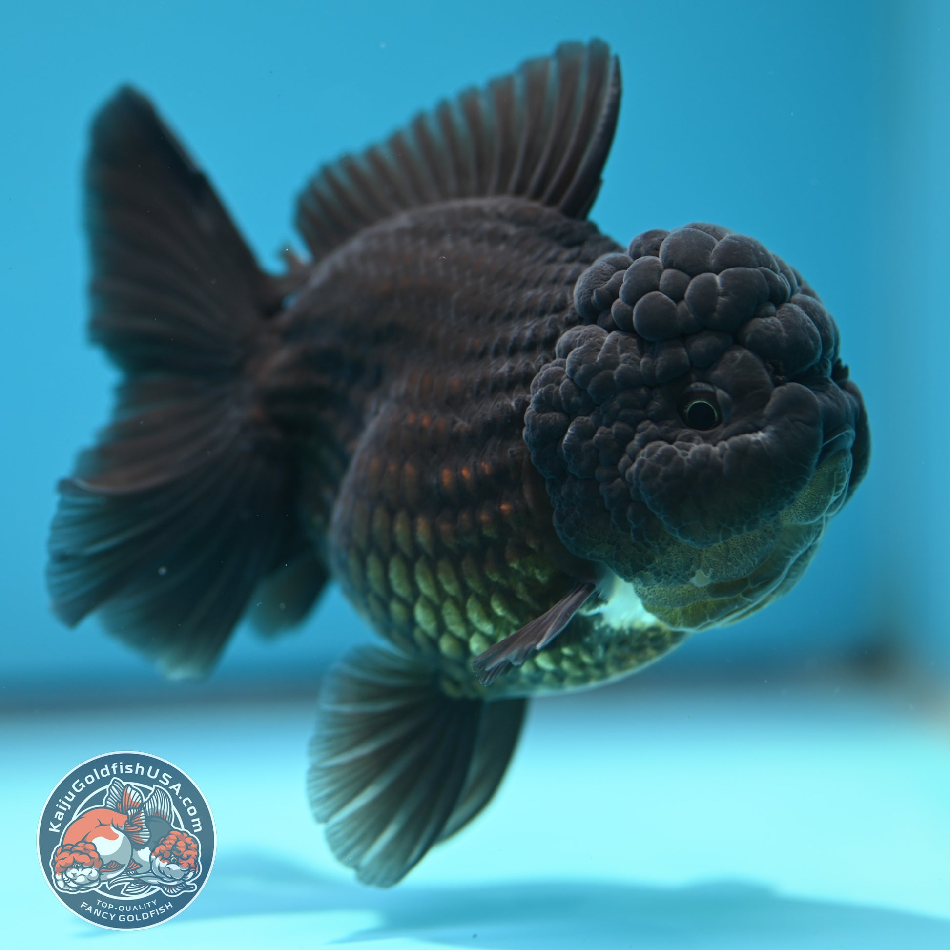 Black YuanBao Oranda 3.5 inch Body (260320_OR04)