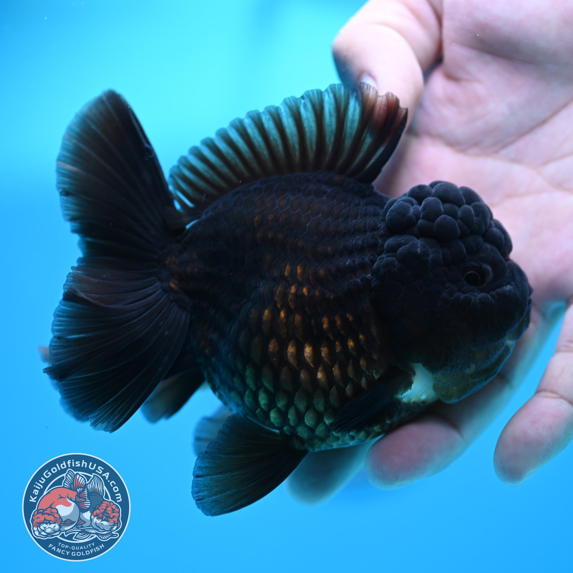 Black YuanBao Oranda 3.5 inch Body (260320_OR04)