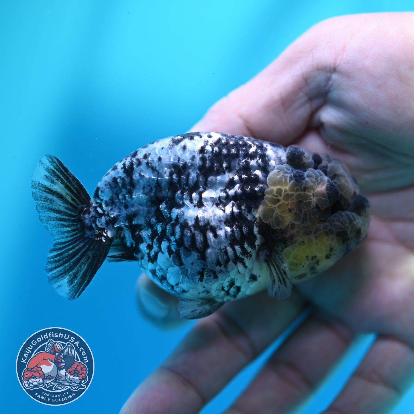 Blue Base Tiger Ranchu 3 inch Body (260508_RC10)