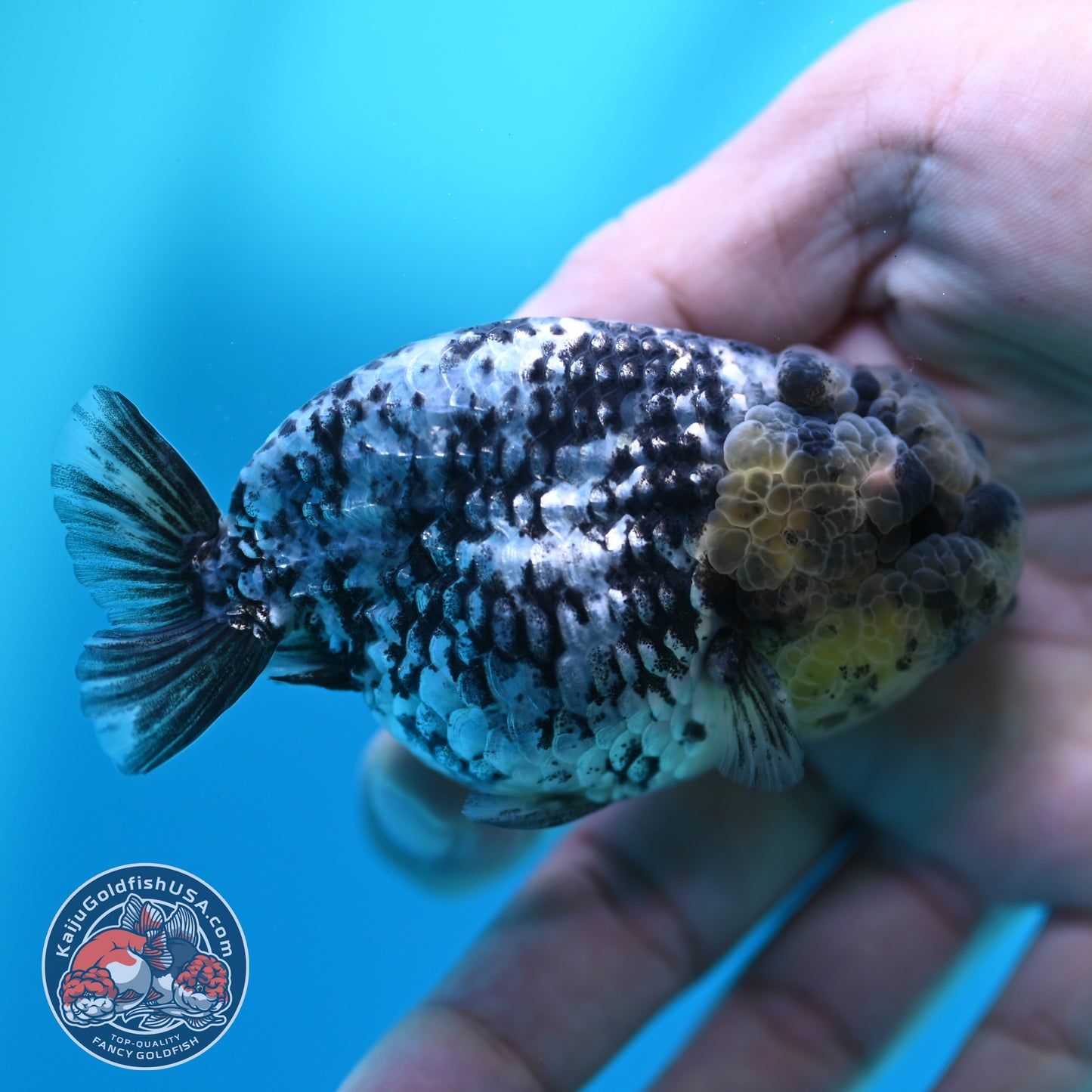 Blue Base Tiger Ranchu 3 inch Body (260508_RC10)