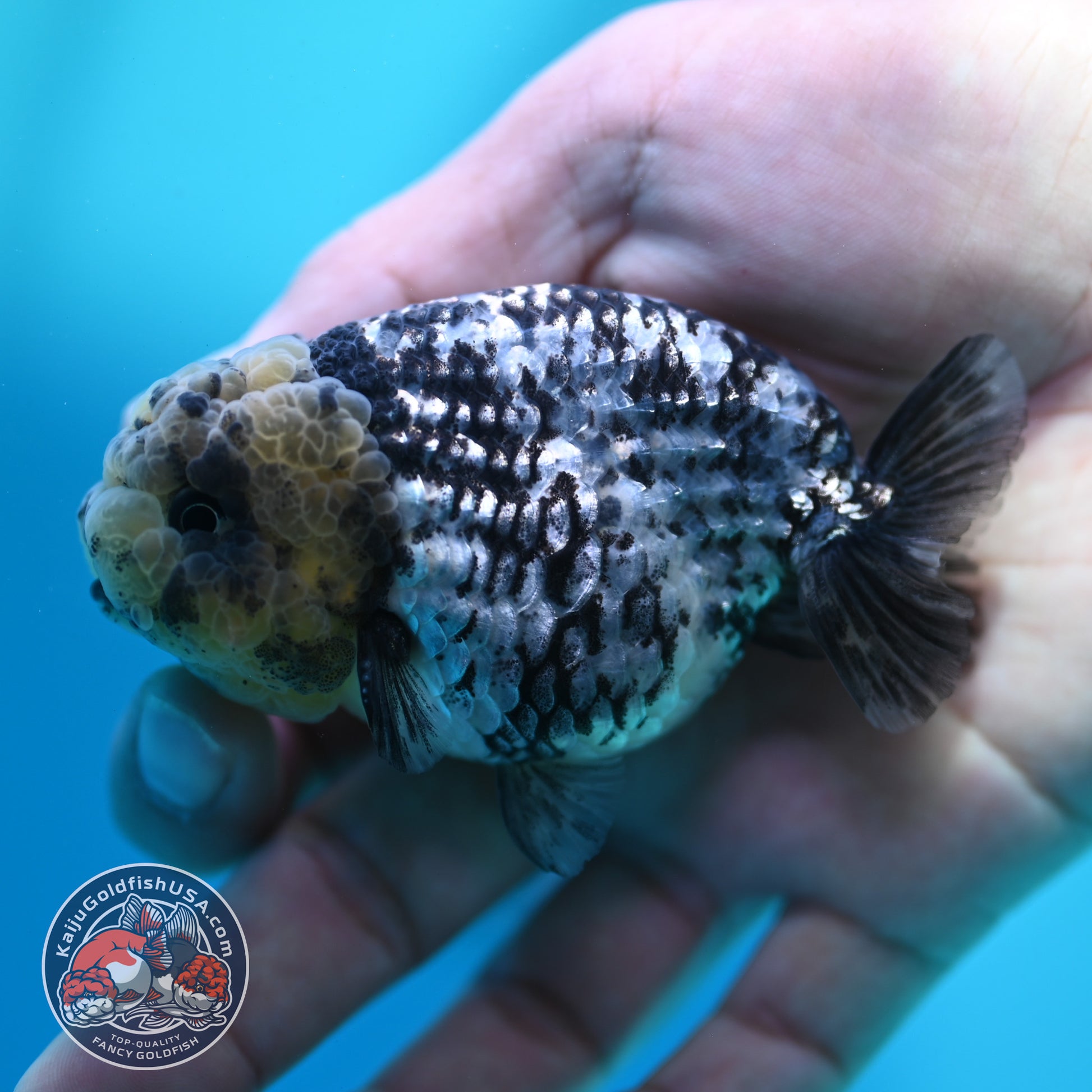 Blue Base Tiger Ranchu 3 inch Body (260508_RC10)