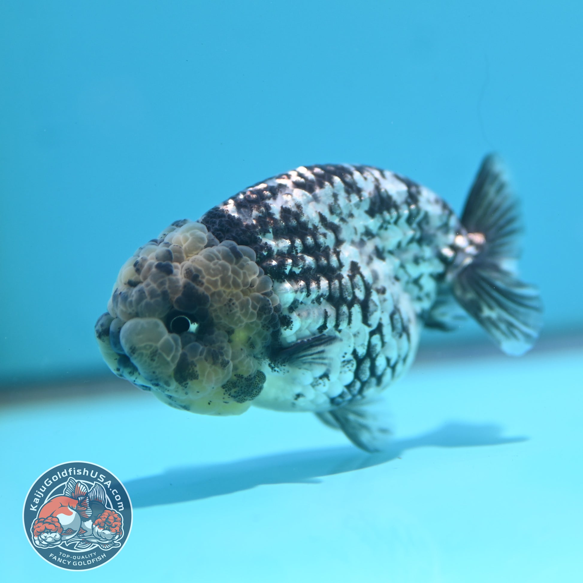 Blue Base Tiger Ranchu 3 inch Body (260508_RC10)
