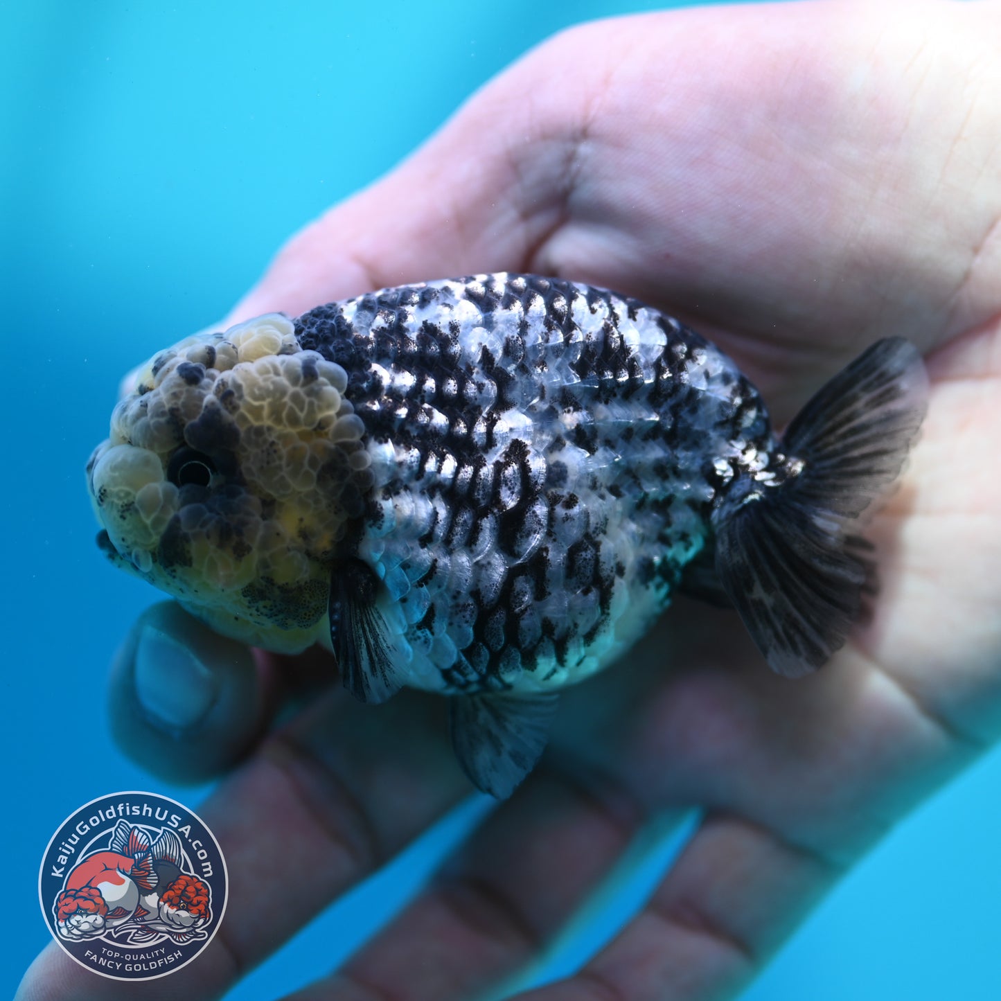 Blue Base Tiger Ranchu 3 inch Body (260508_RC10)