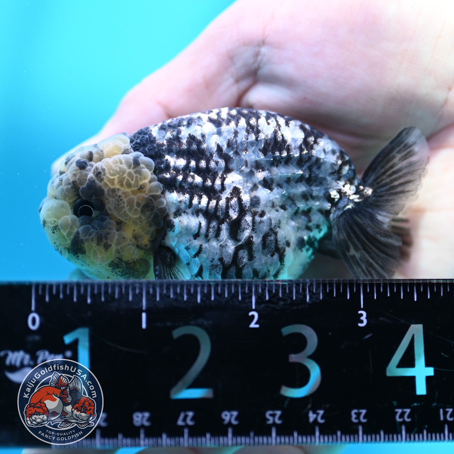 Blue Base Tiger Ranchu 3 inch Body (260508_RC10)