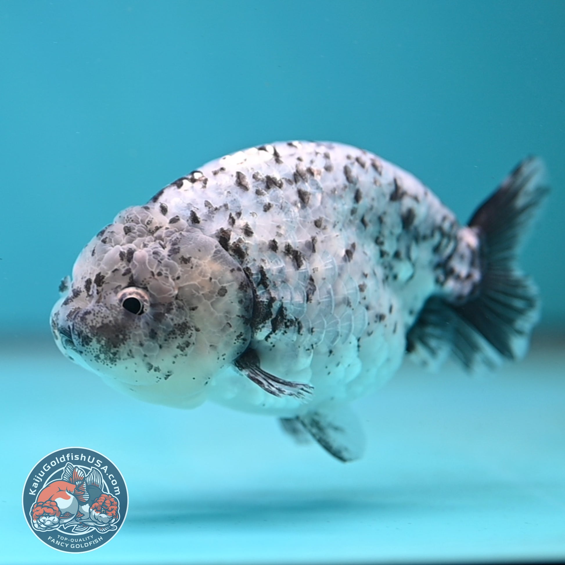 Blue Based Granite Ranchu 4 inch Body (260130_RC11)