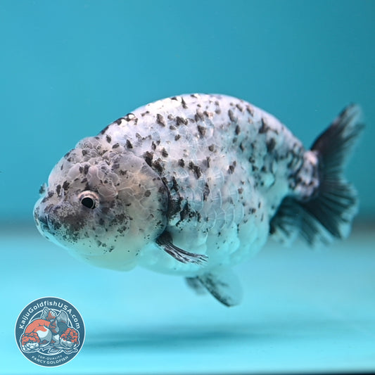 Blue Based Granite Ranchu 4 inch Body (260130_RC11)