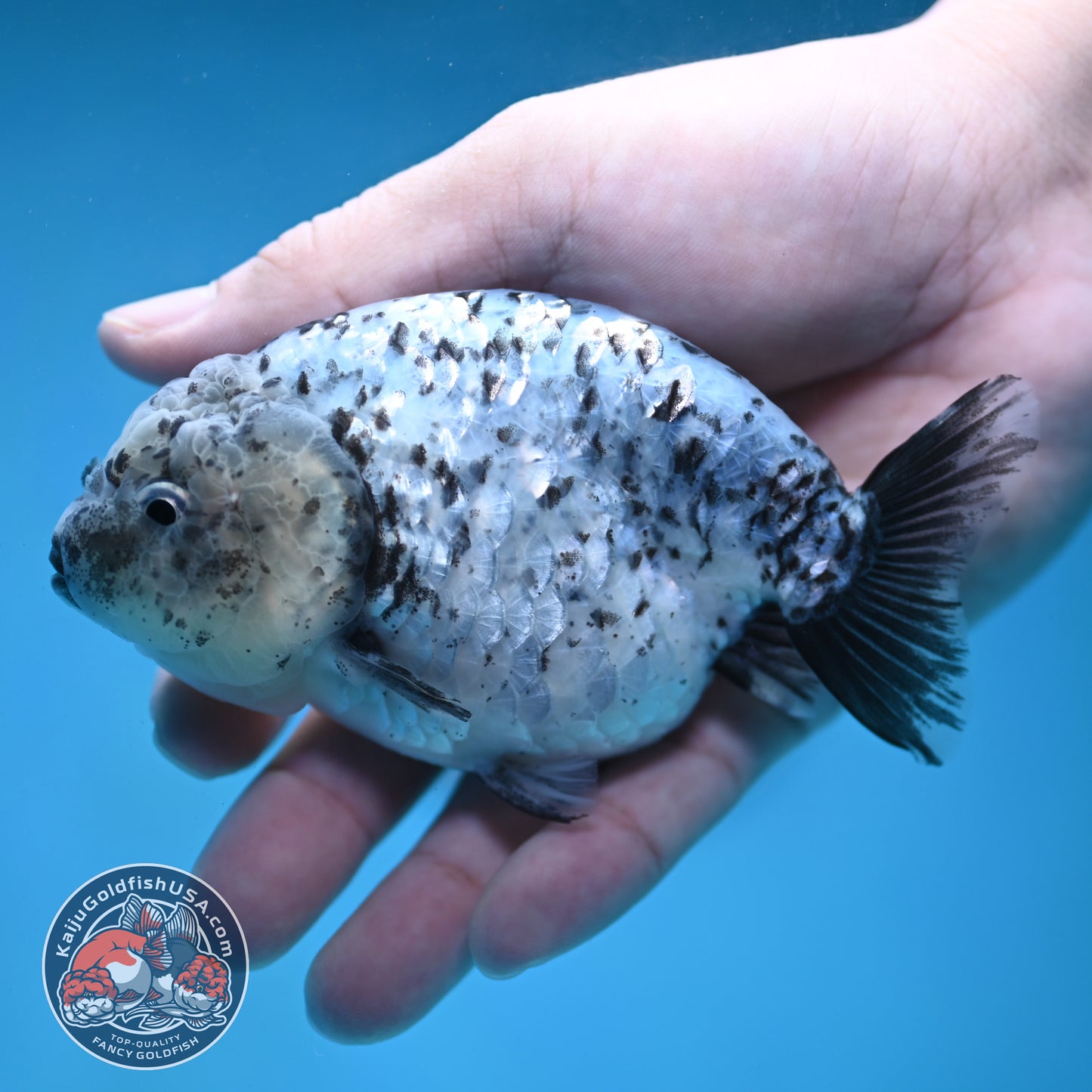 Blue Based Granite Ranchu 4 inch Body (260130_RC11)