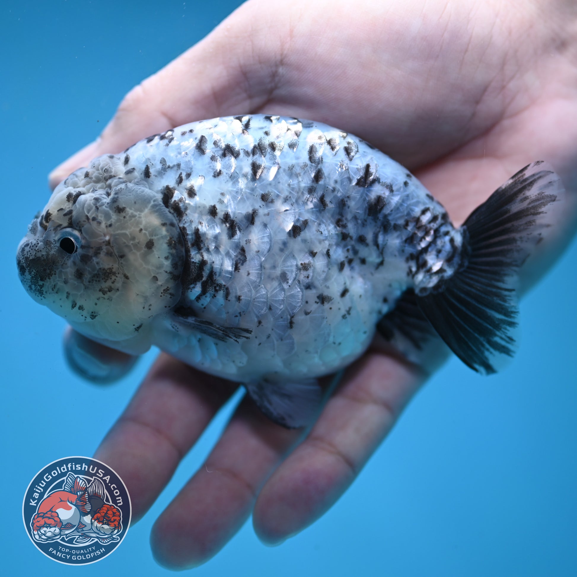 Blue Based Granite Ranchu 4 inch Body (260130_RC11)