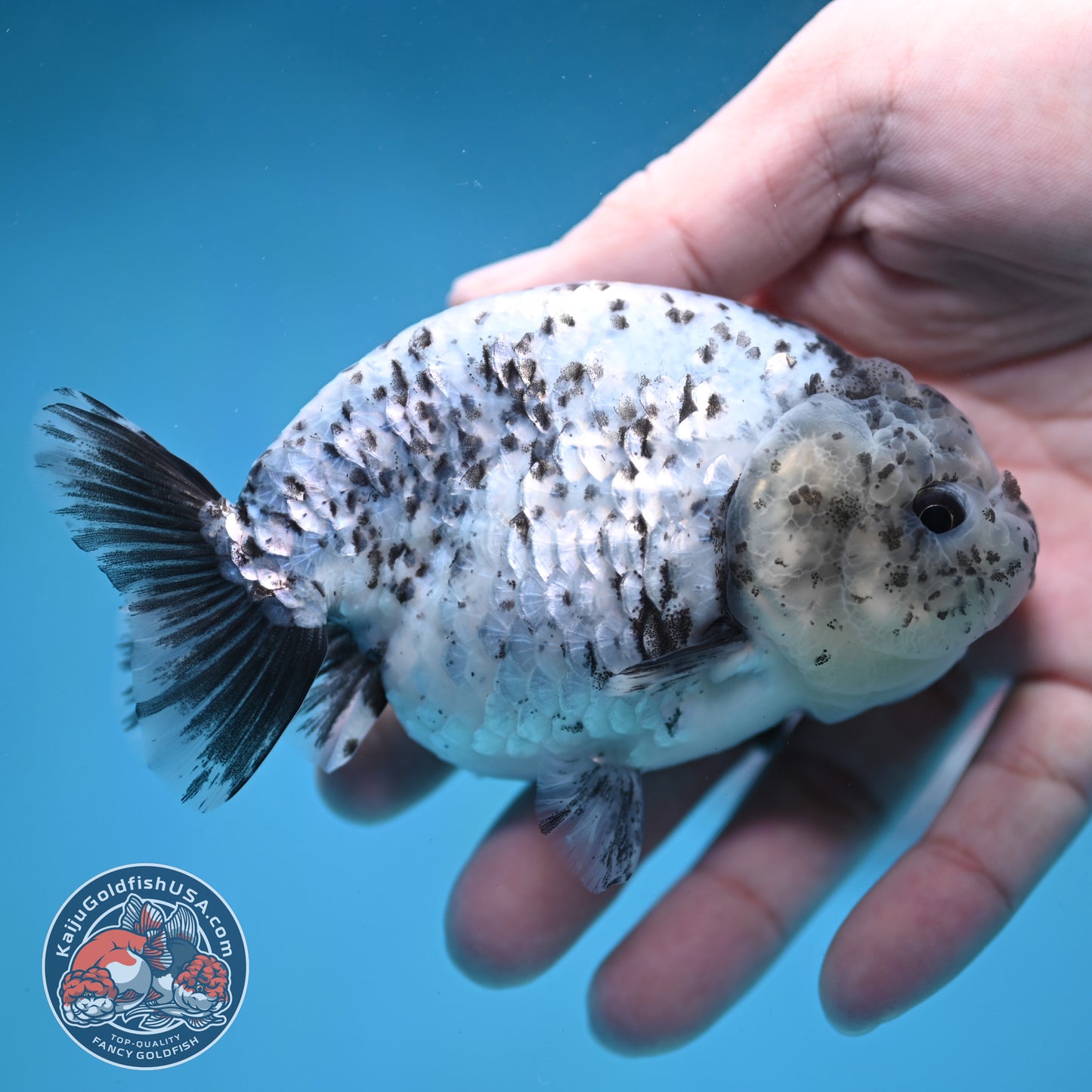 Blue Based Granite Ranchu 4 inch Body (260130_RC11)