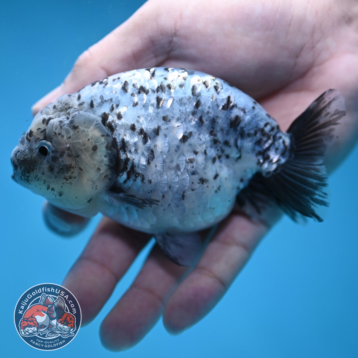 Blue Based Granite Ranchu 4 inch Body (260130_RC11)