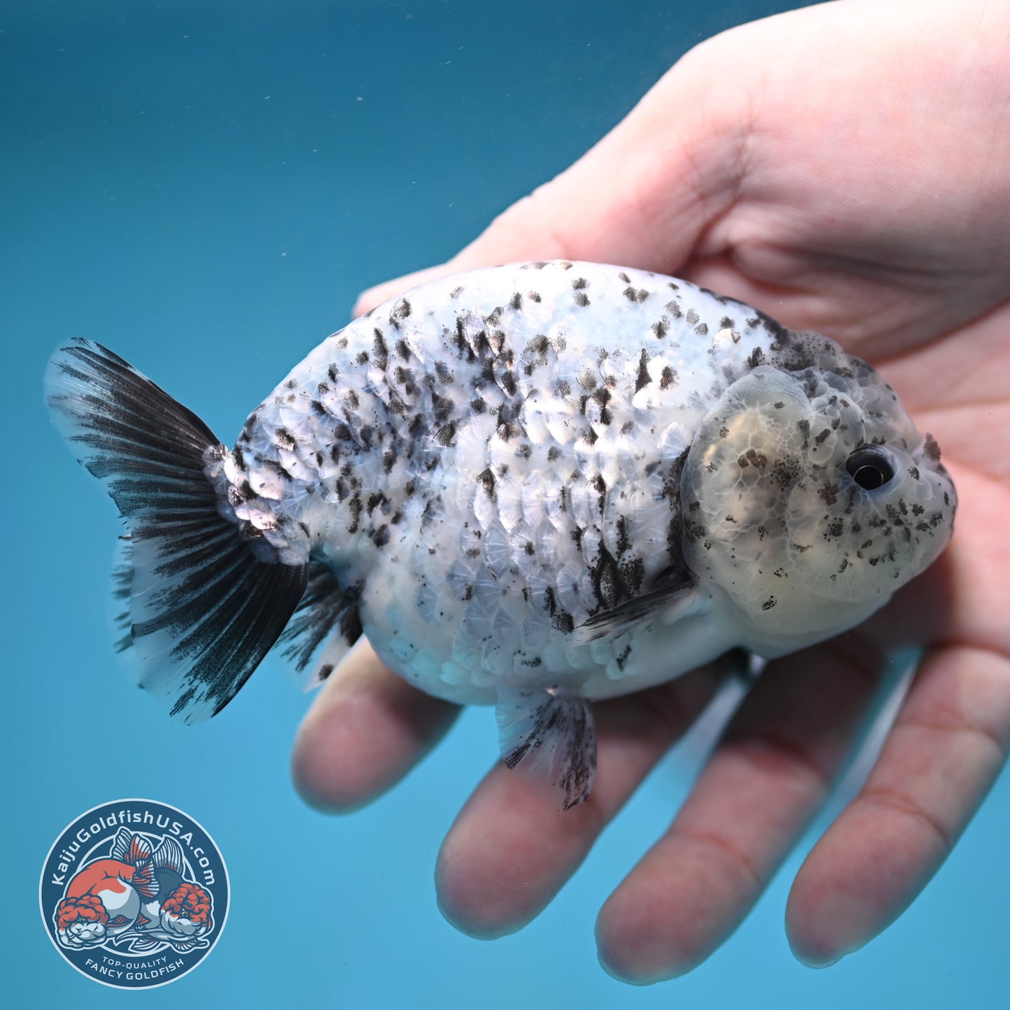Blue Based Granite Ranchu 4 inch Body (260130_RC11)