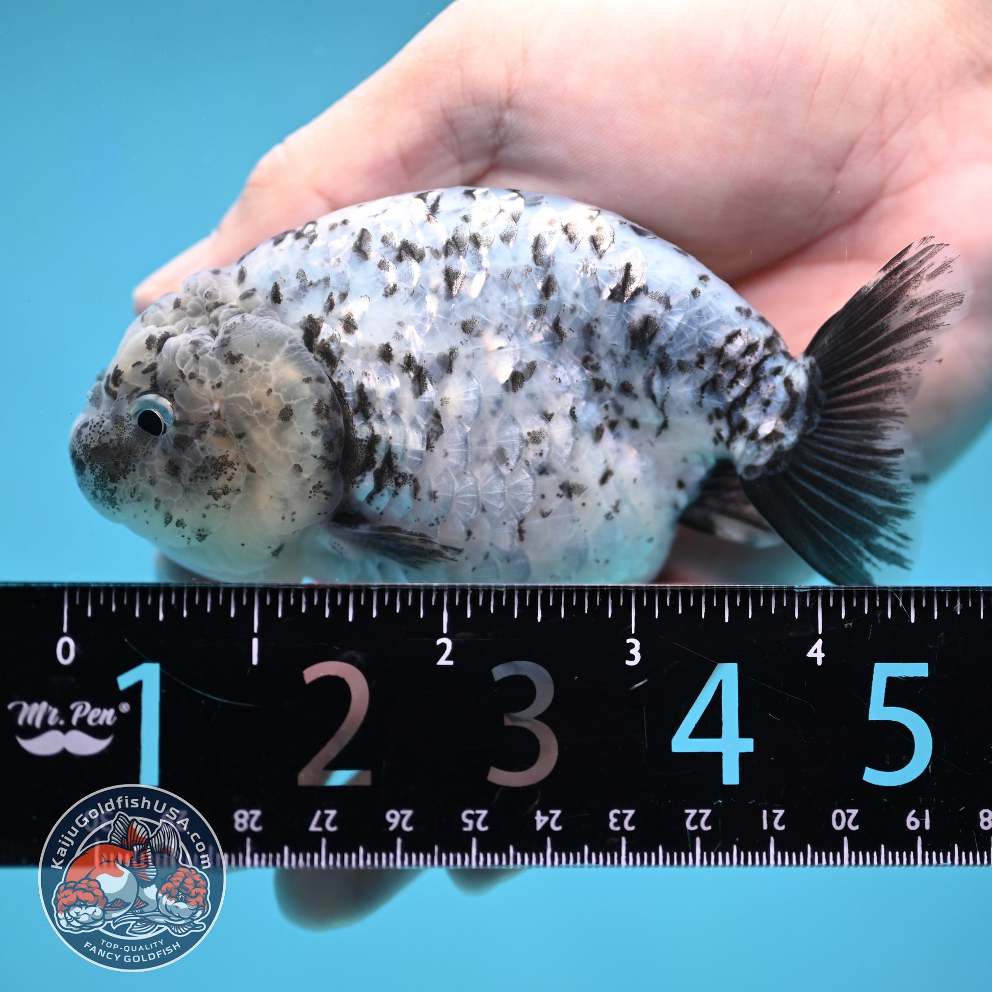 Blue Based Granite Ranchu 4 inch Body (260130_RC11)