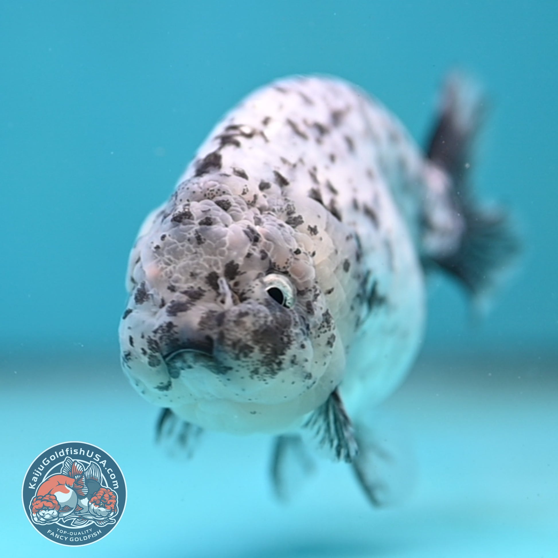 Blue Based Granite Ranchu 4 inch Body (260130_RC11)
