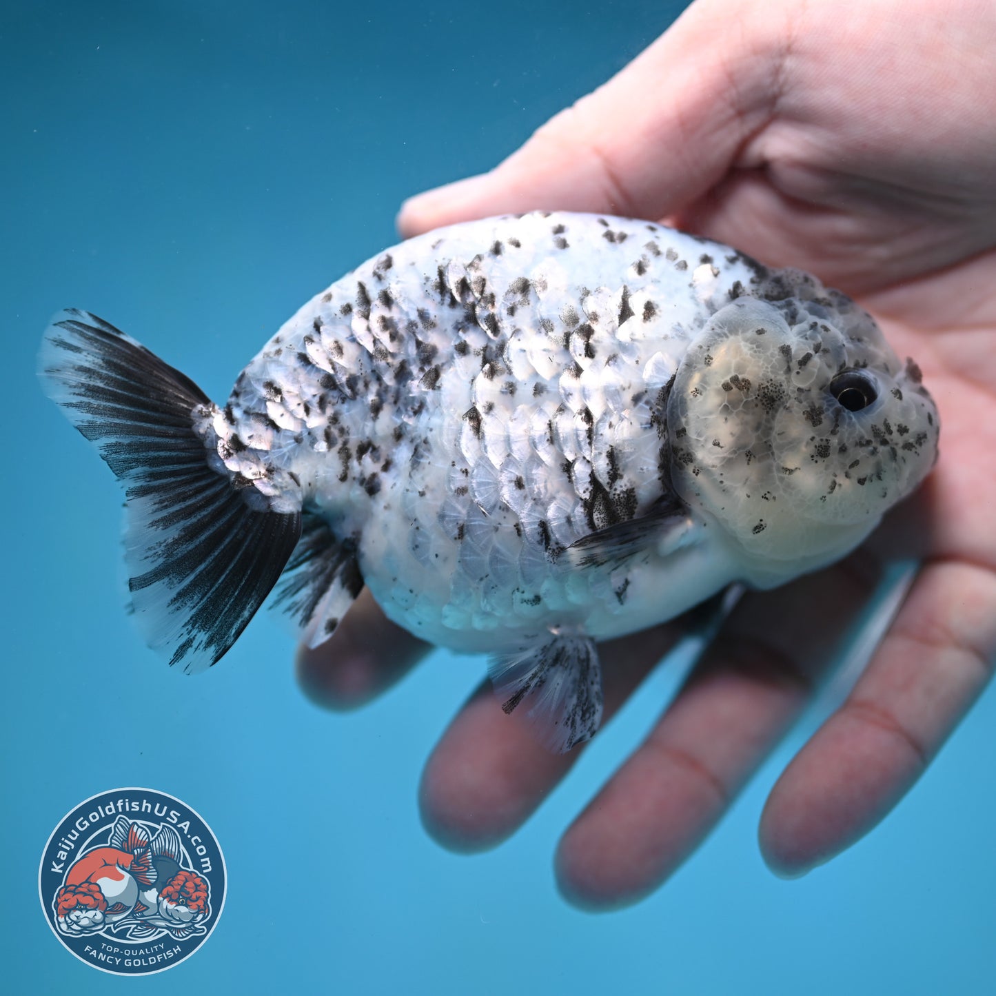 Blue Based Granite Ranchu 4 inch Body (260130_RC11)