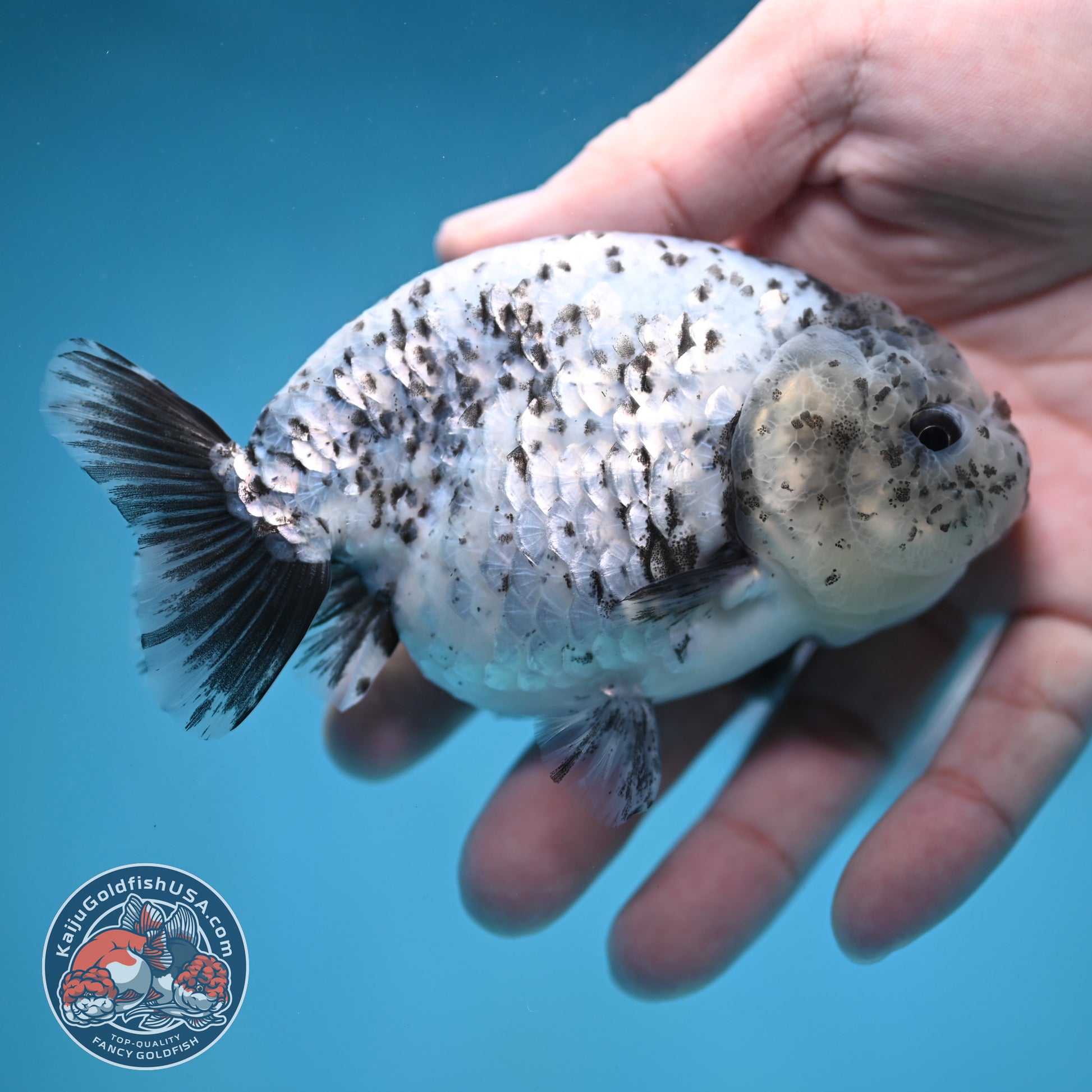 Blue Based Granite Ranchu 4 inch Body (260130_RC11)