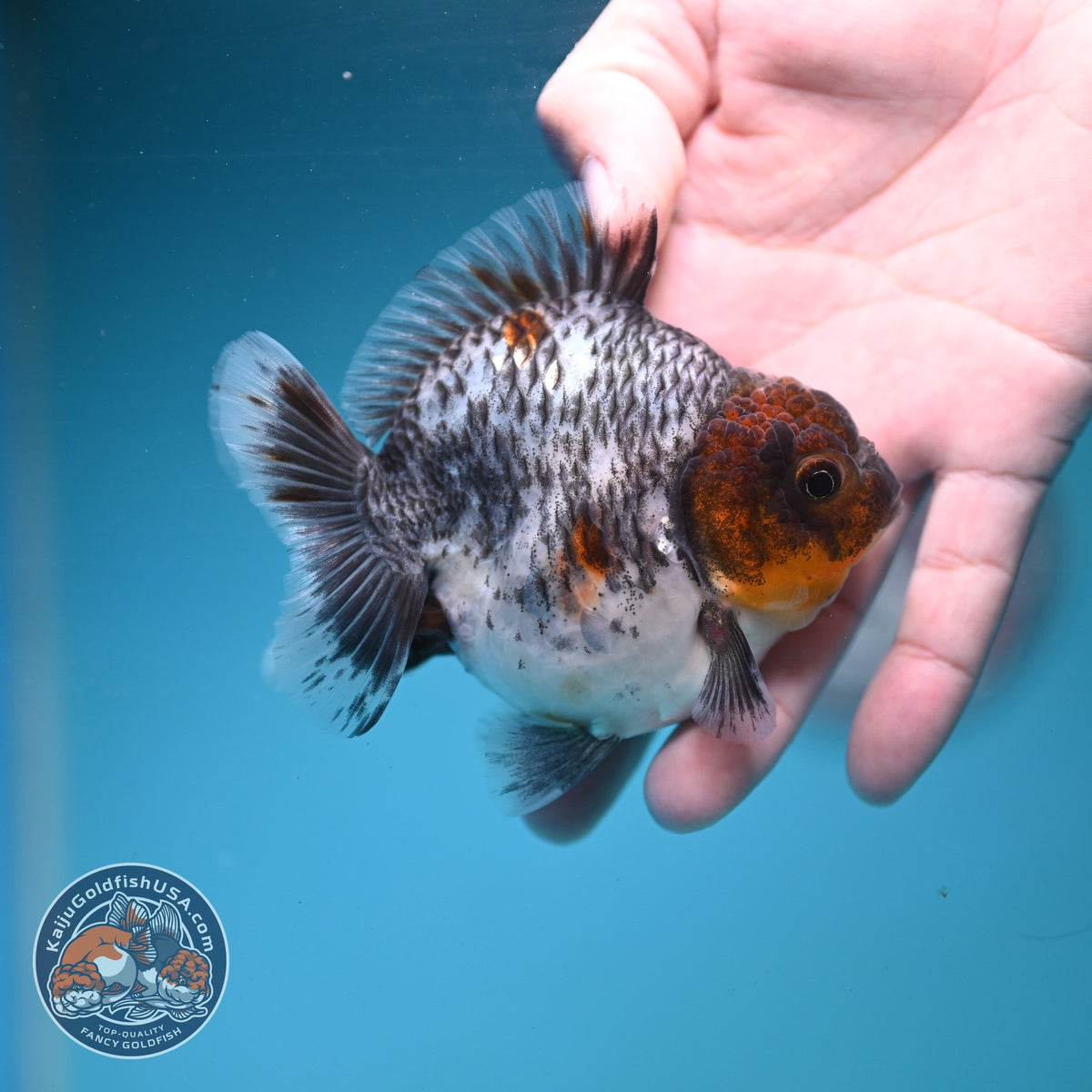 Blue Based Kirin Oranda 3.5 inch Body (260904_OR13)