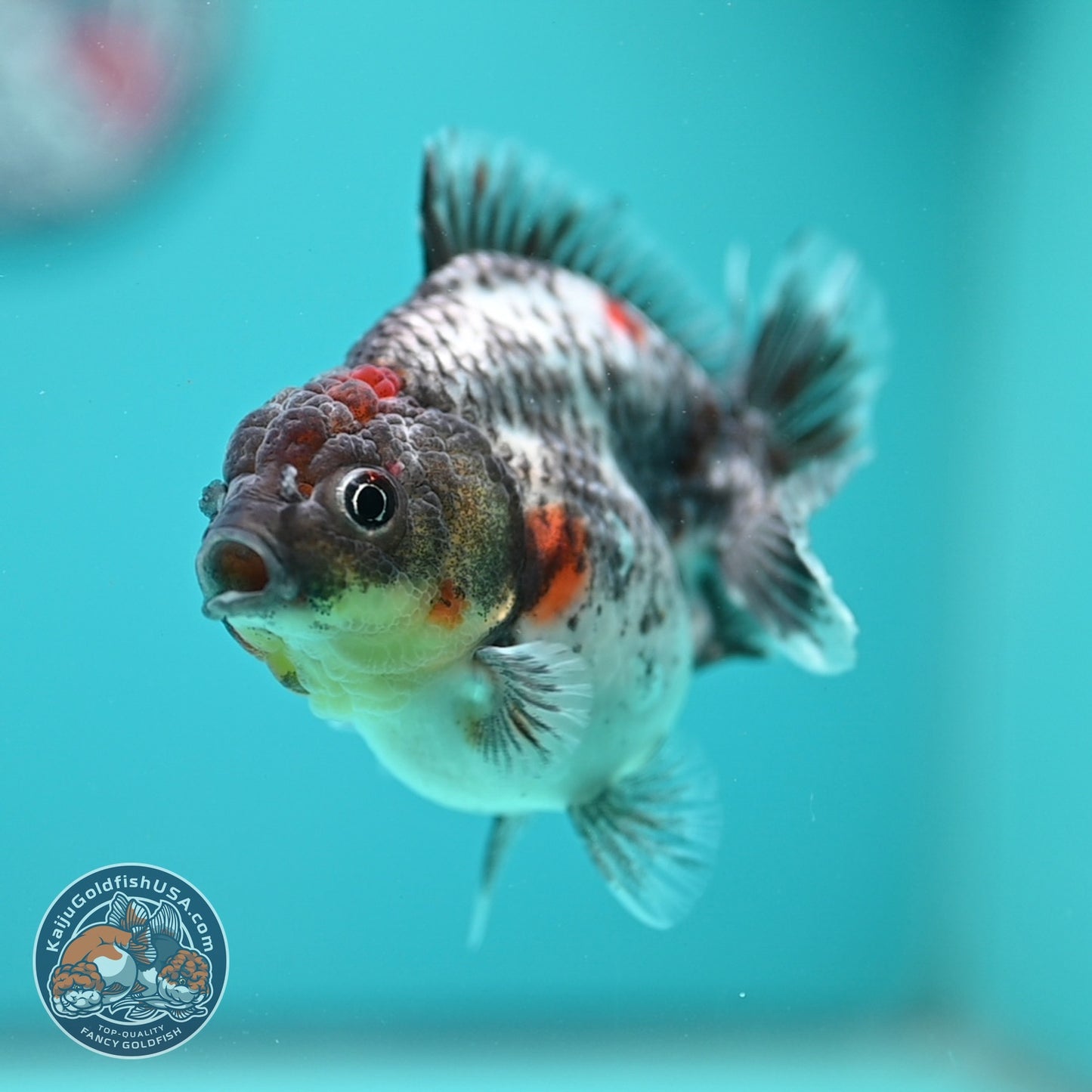 Blue Based Kirin Oranda 3.5 inch Body (260904_OR13)