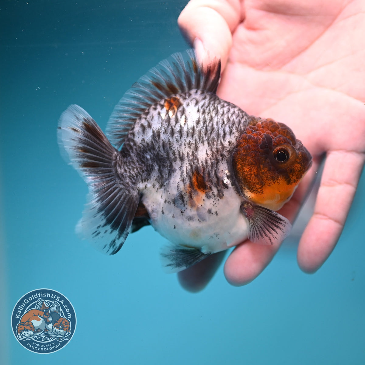 Blue Based Kirin Oranda 3.5 inch Body (260904_OR13)