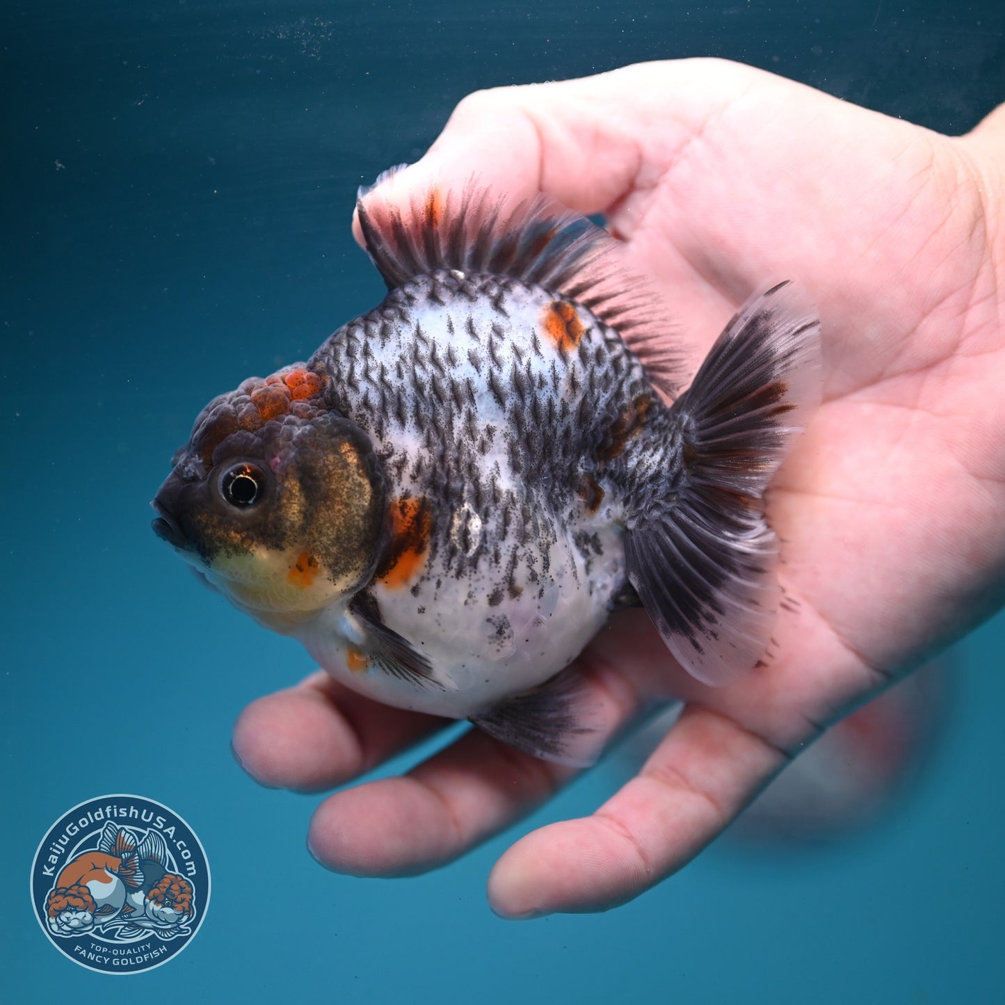 Blue Based Kirin Oranda 3.5 inch Body (260904_OR13)