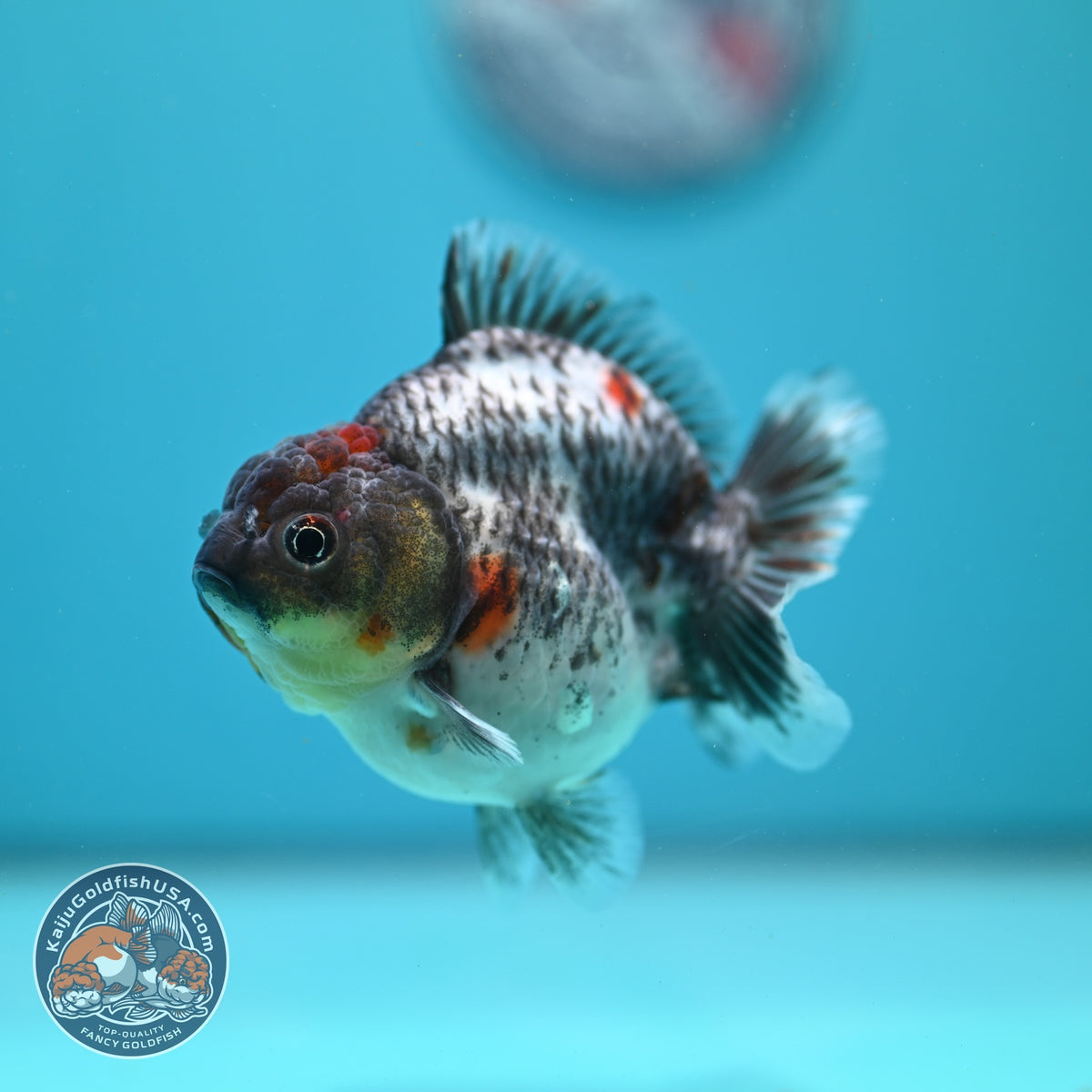 Blue Based Kirin Oranda 3.5 inch Body (260904_OR13)