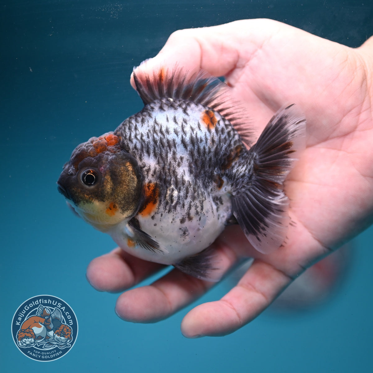 Blue Based Kirin Oranda 3.5 inch Body (260904_OR13)