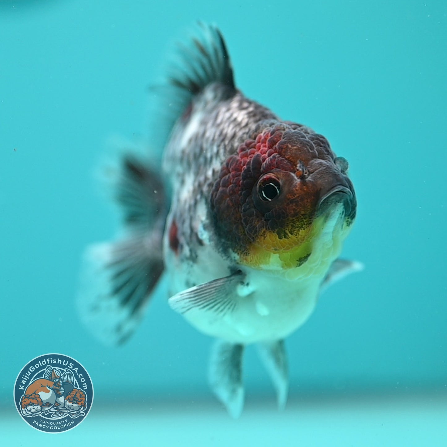 Blue Based Kirin Oranda 3.5 inch Body (260904_OR13)