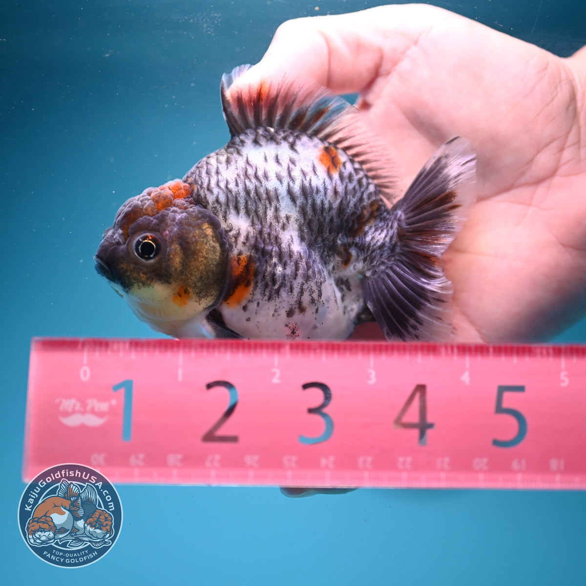 Blue Based Kirin Oranda 3.5 inch Body (260904_OR13)