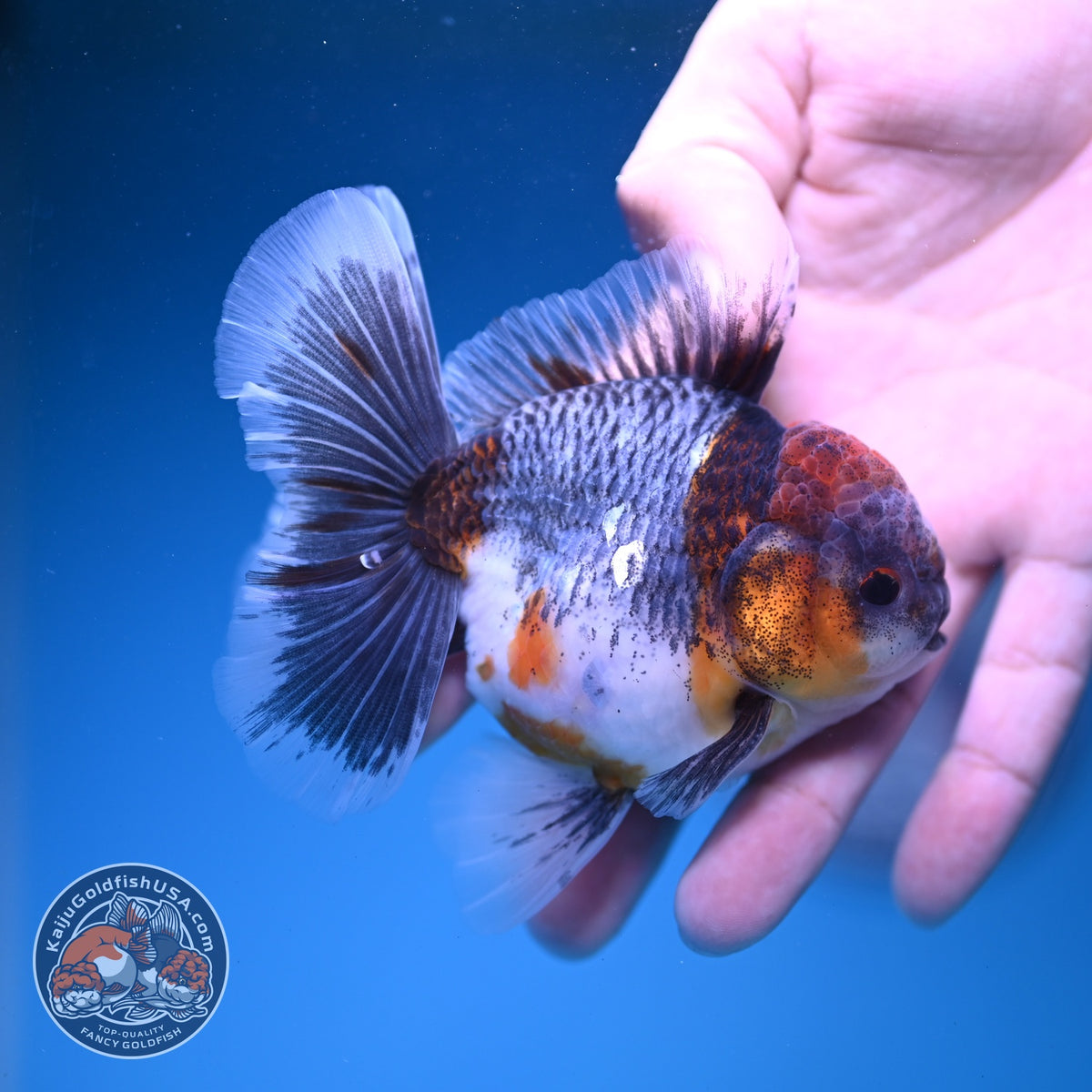 Blue Based Kirin Oranda 3.5 inch Body (261016_OR05)