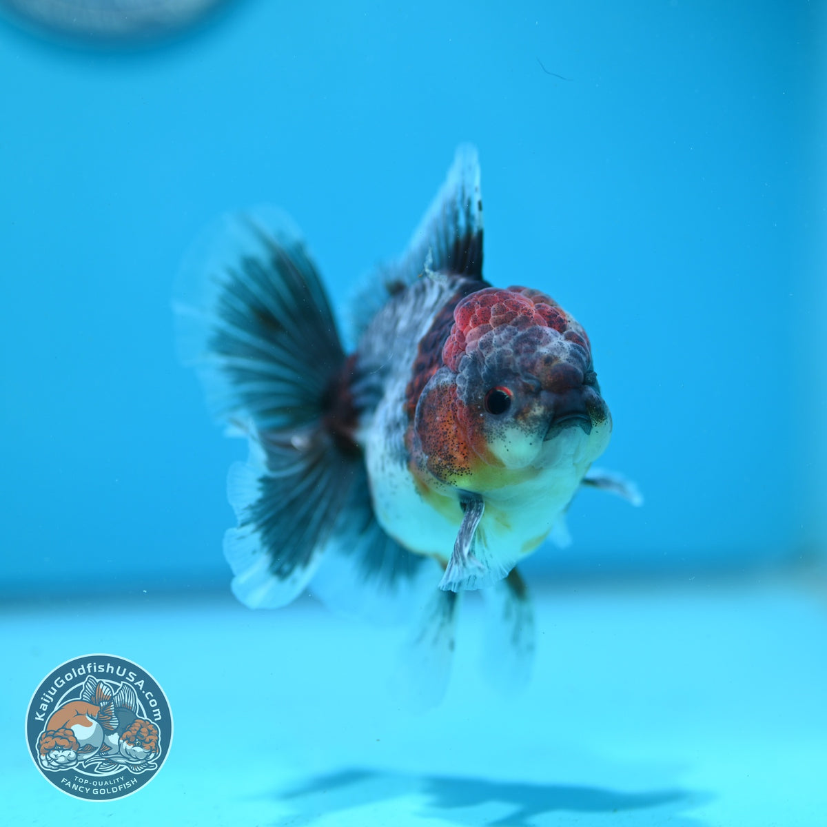 Blue Based Kirin Oranda 3.5 inch Body (261016_OR05)