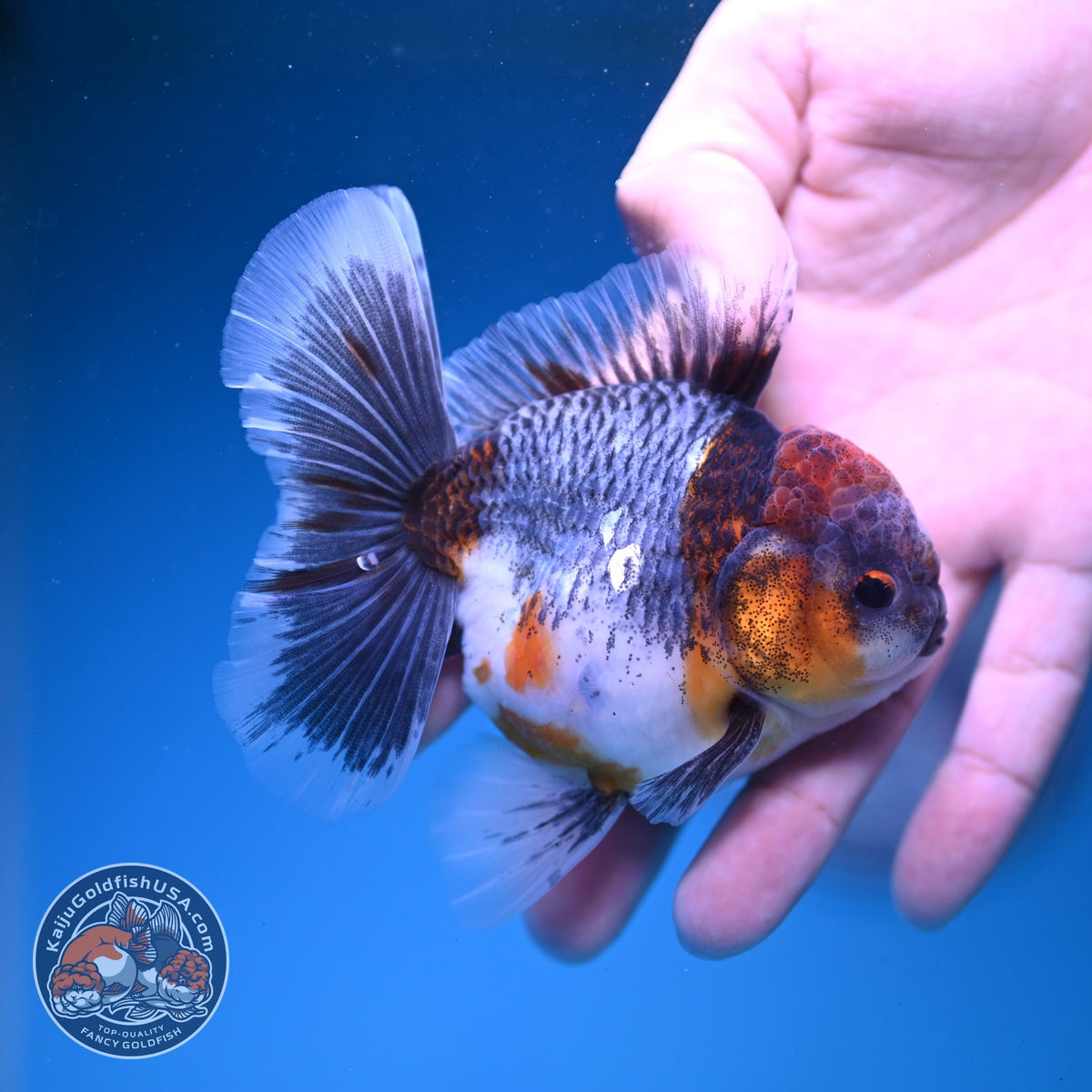 Blue Based Kirin Oranda 3.5 inch Body (261016_OR05)