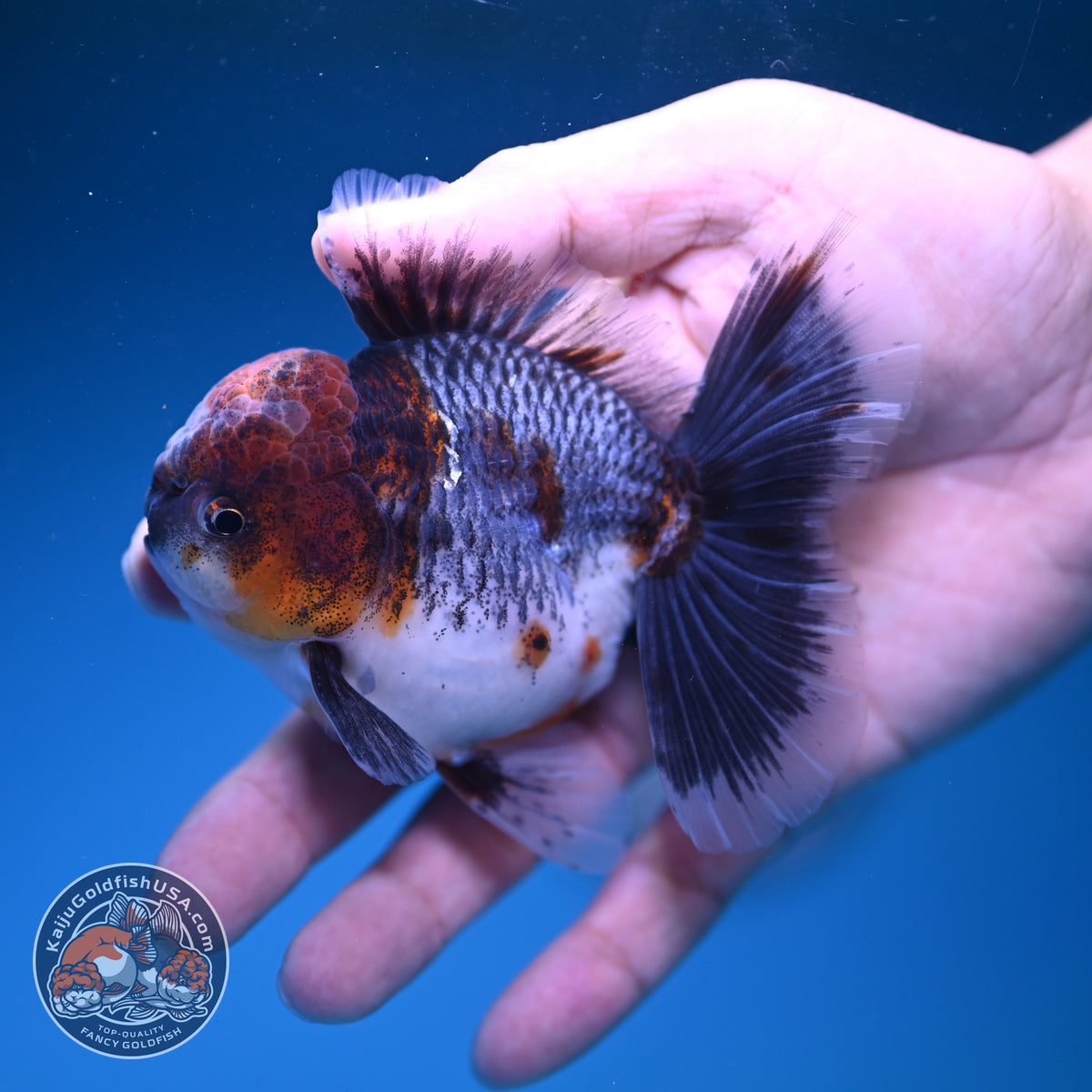 Blue Based Kirin Oranda 3.5 inch Body (261016_OR05)
