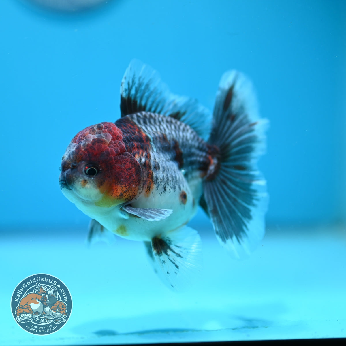 Blue Based Kirin Oranda 3.5 inch Body (261016_OR05)