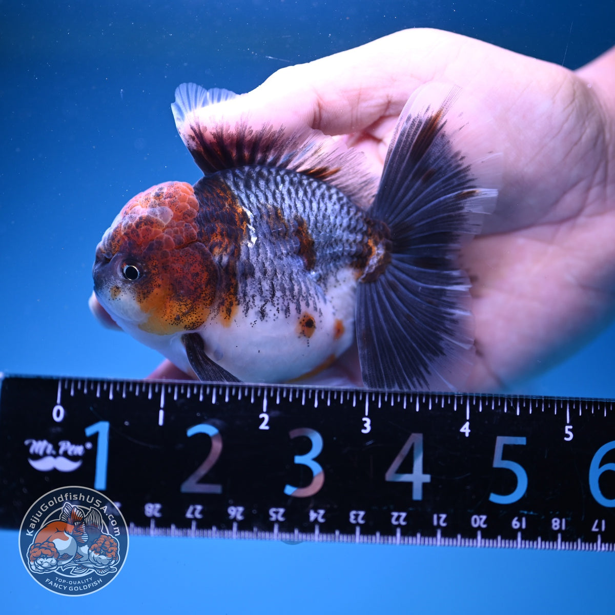 Blue Based Kirin Oranda 3.5 inch Body (261016_OR05)