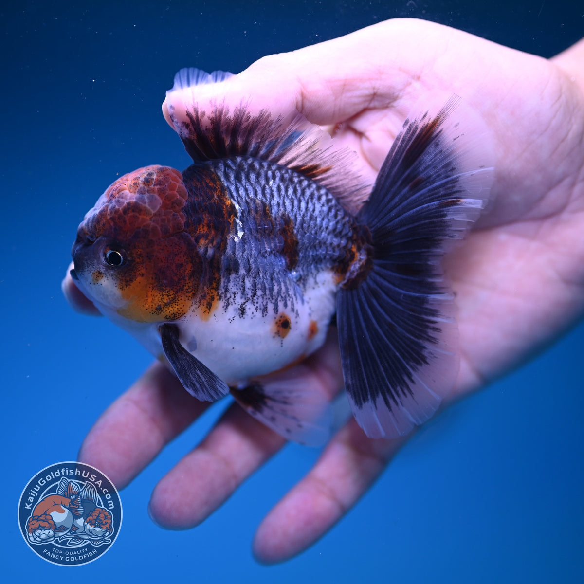 Blue Based Kirin Oranda 3.5 inch Body (261016_OR05)
