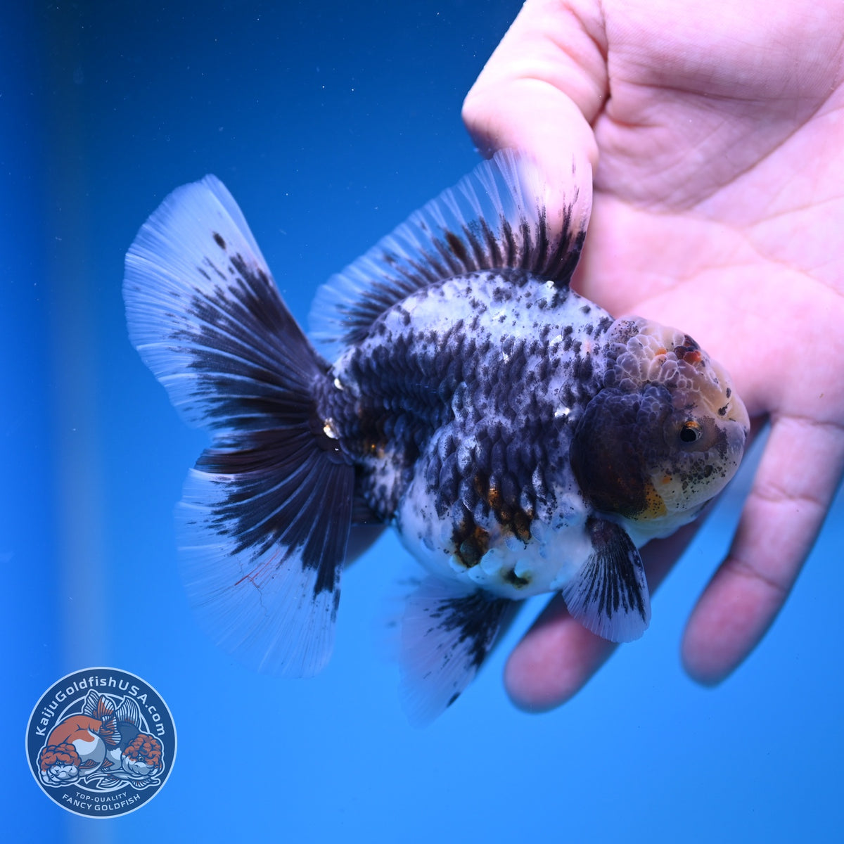 Blue Based Kirin Oranda 3.5 inch Body (261016_OR07)