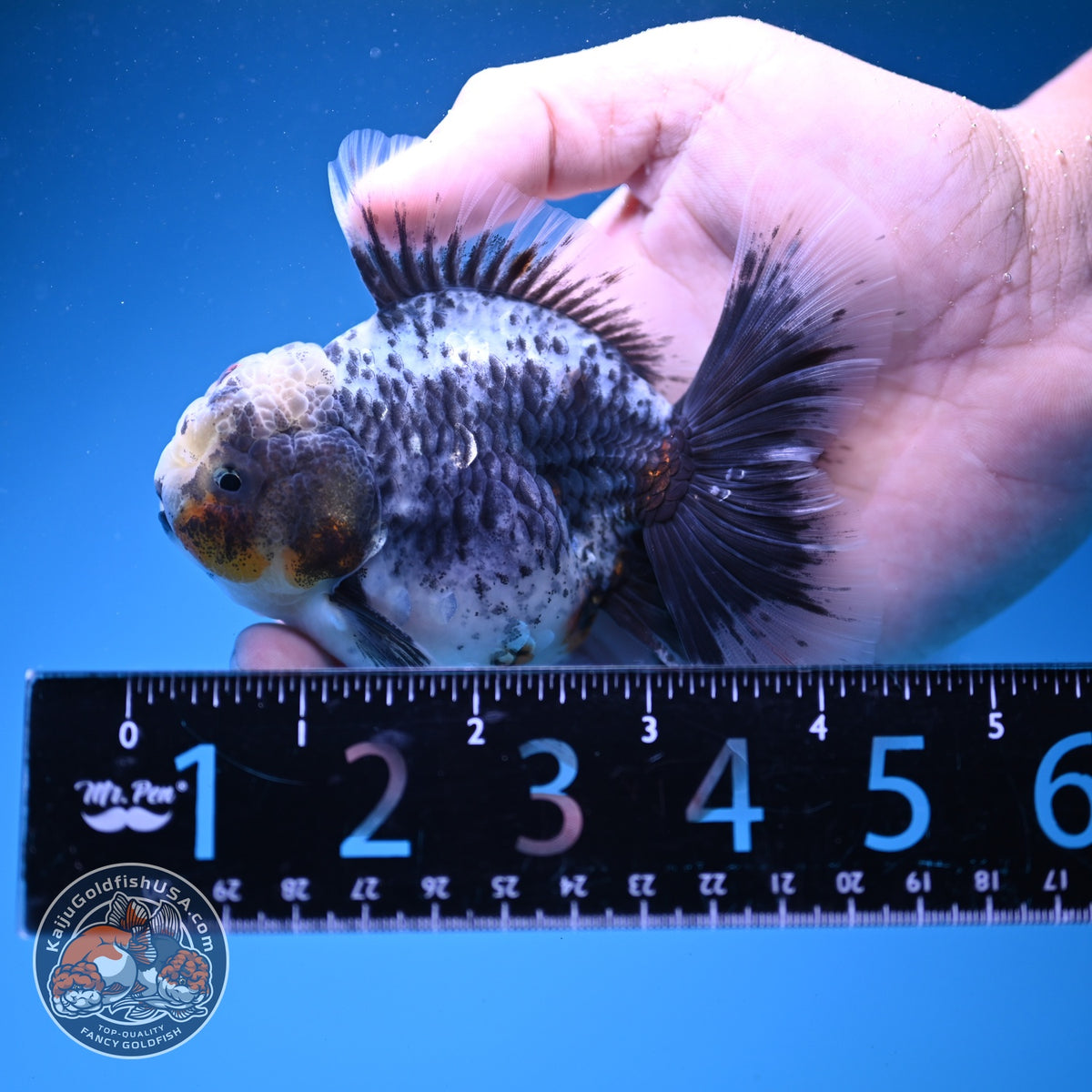 Blue Based Kirin Oranda 3.5 inch Body (261016_OR07)