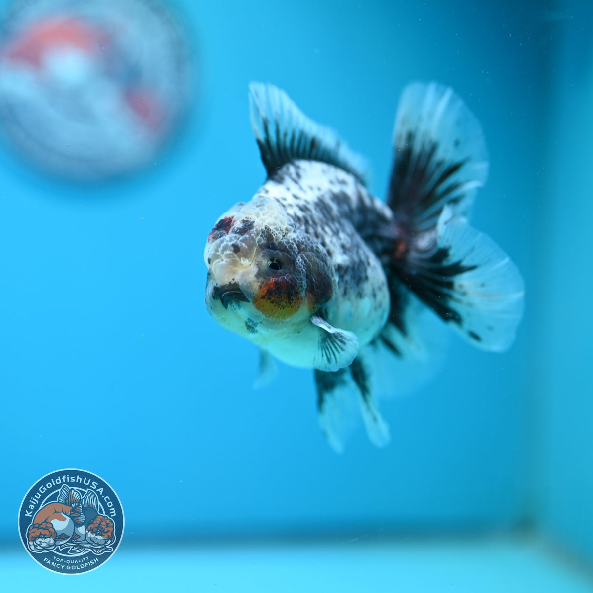 Blue Based Kirin Oranda 3.5 inch Body (261016_OR07)