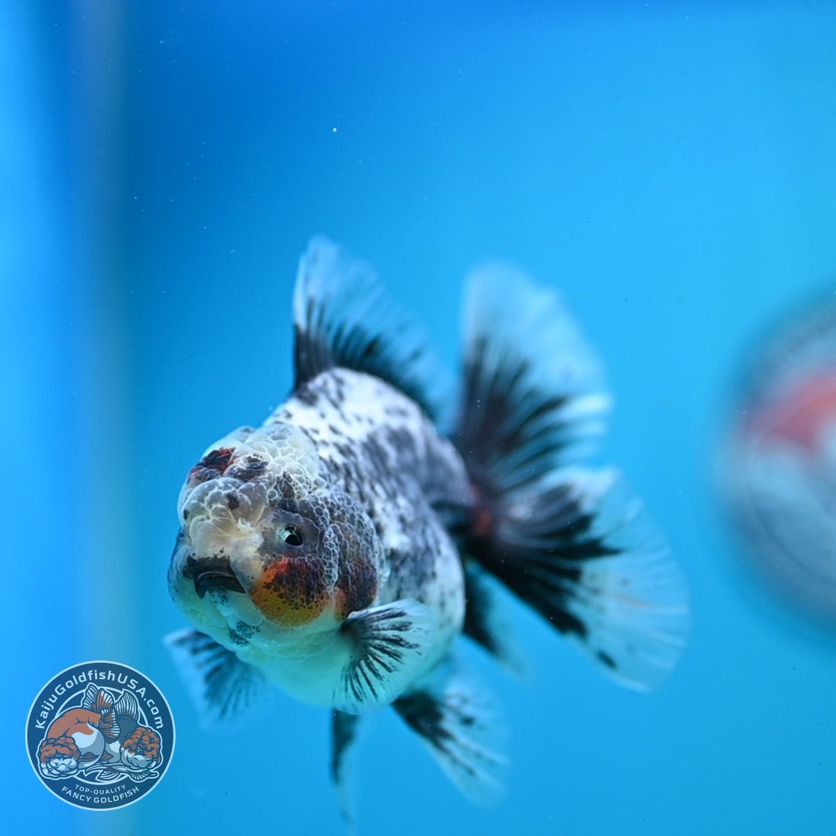 Blue Based Kirin Oranda 3.5 inch Body (261016_OR07)