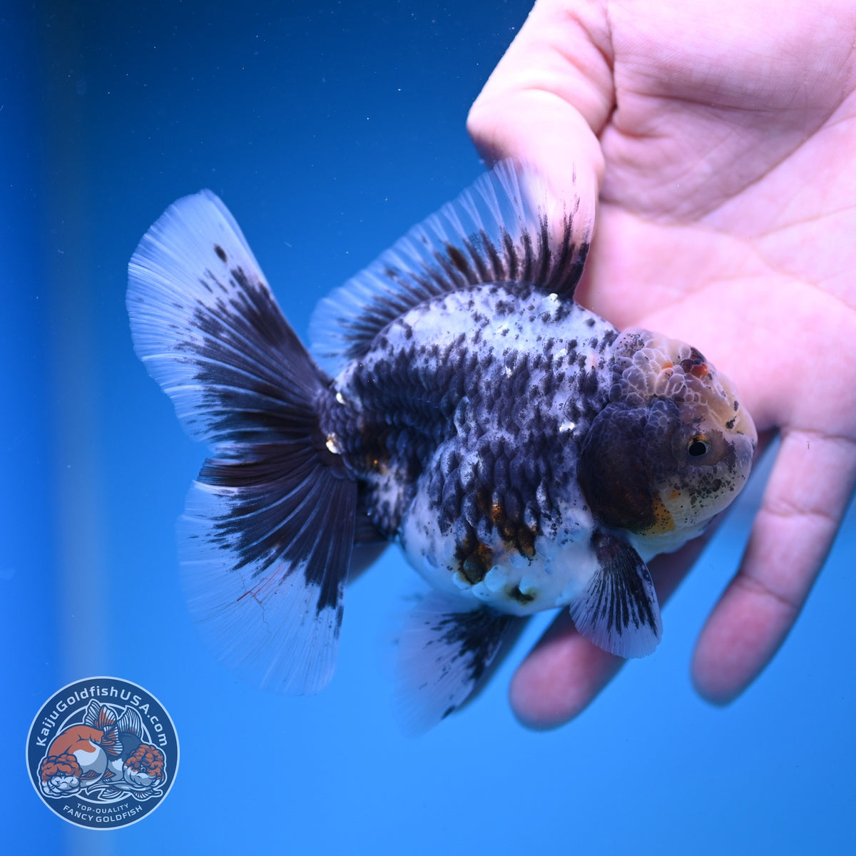Blue Based Kirin Oranda 3.5 inch Body (261016_OR07)