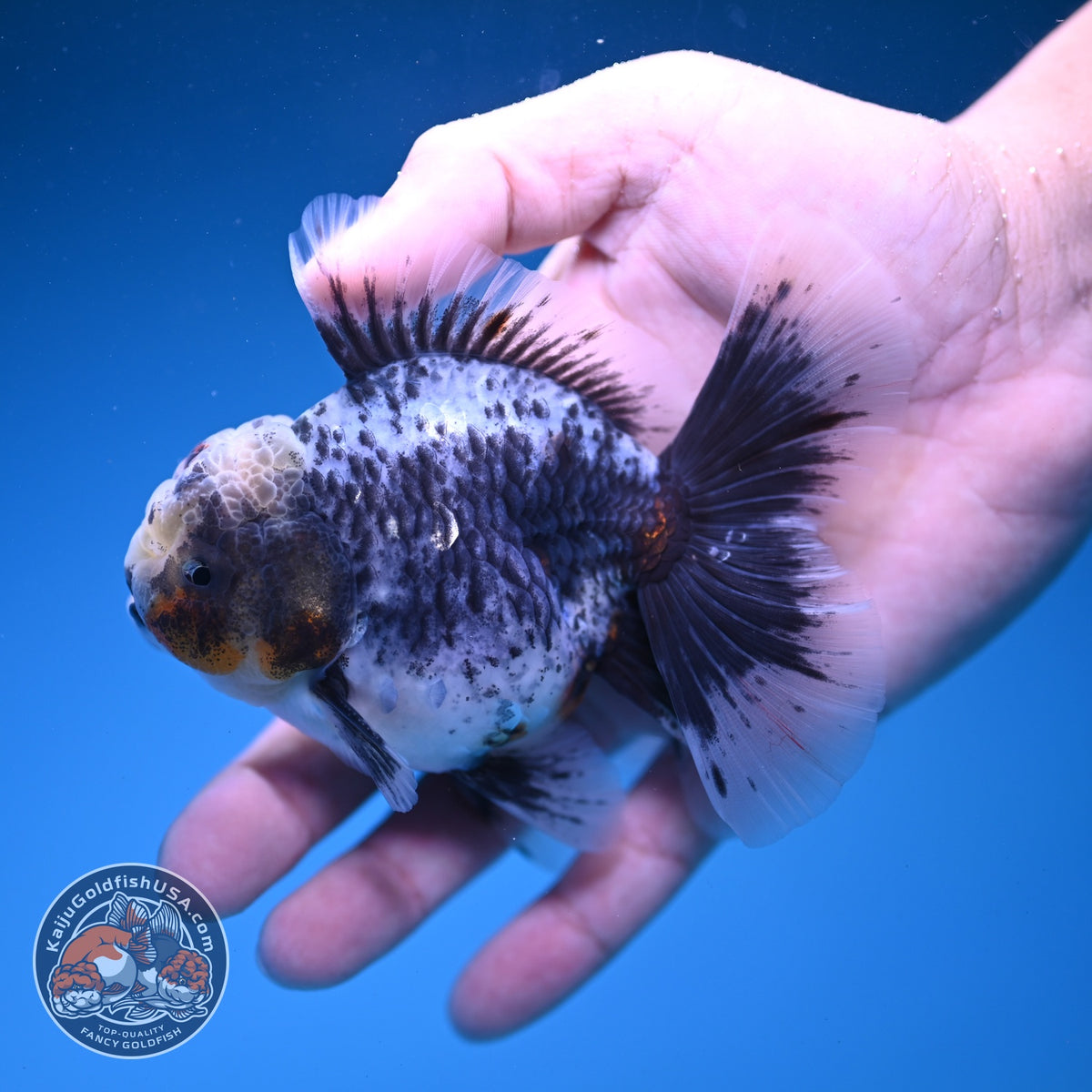 Blue Based Kirin Oranda 3.5 inch Body (261016_OR07)