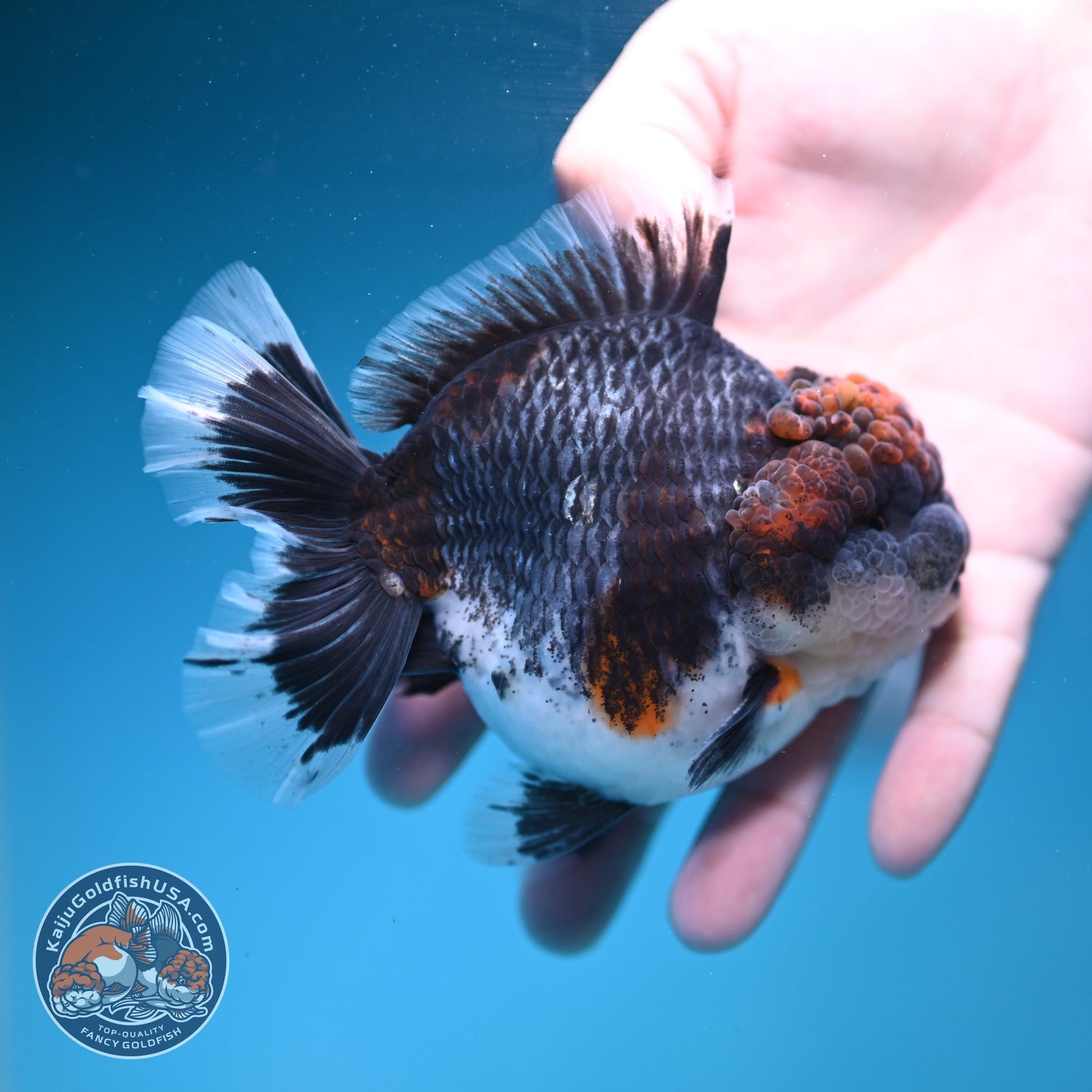 Blue Based Kirin Oranda 4 inch Body (260828_OR20)