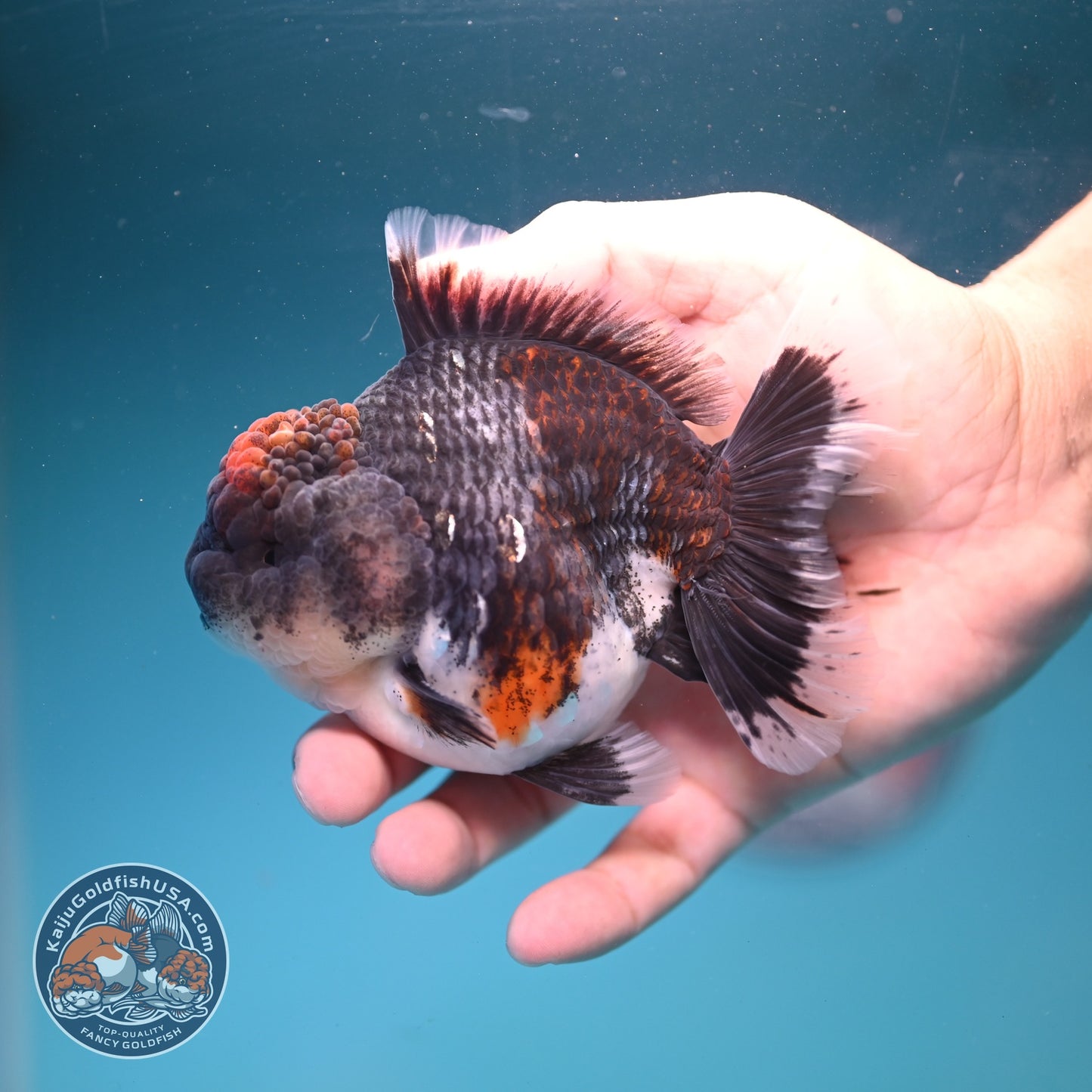 Blue Based Kirin Oranda 4 inch Body (260828_OR20)