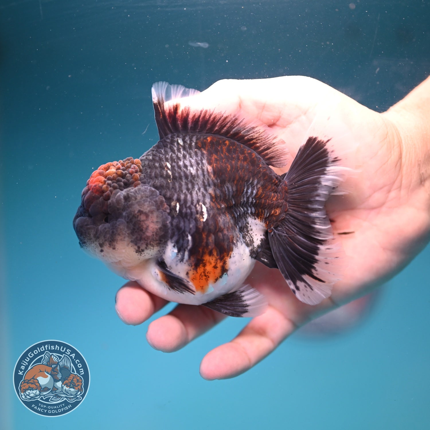 Blue Based Kirin Oranda 4 inch Body (260828_OR20)