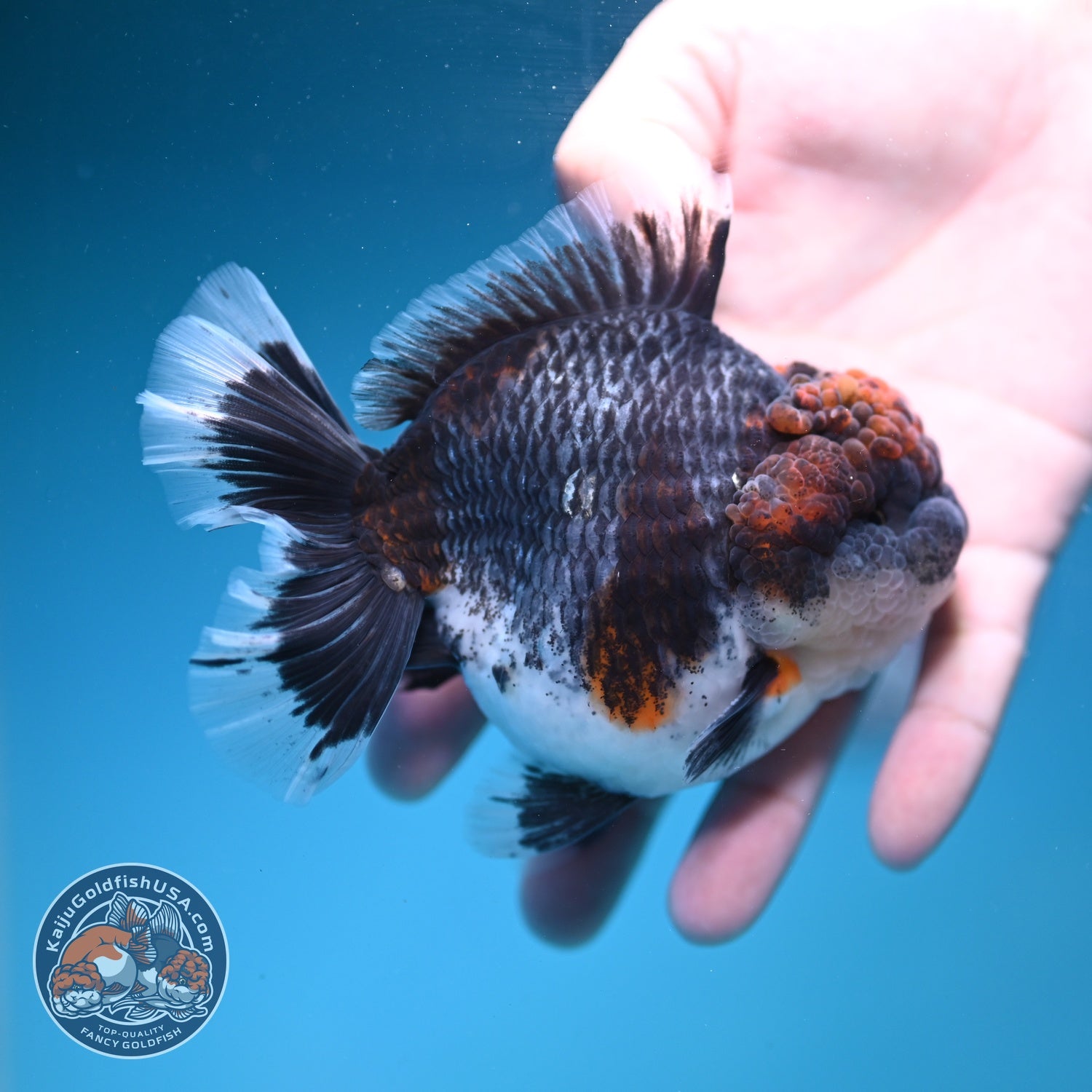 Blue Based Kirin Oranda 4 inch Body (260828_OR20)