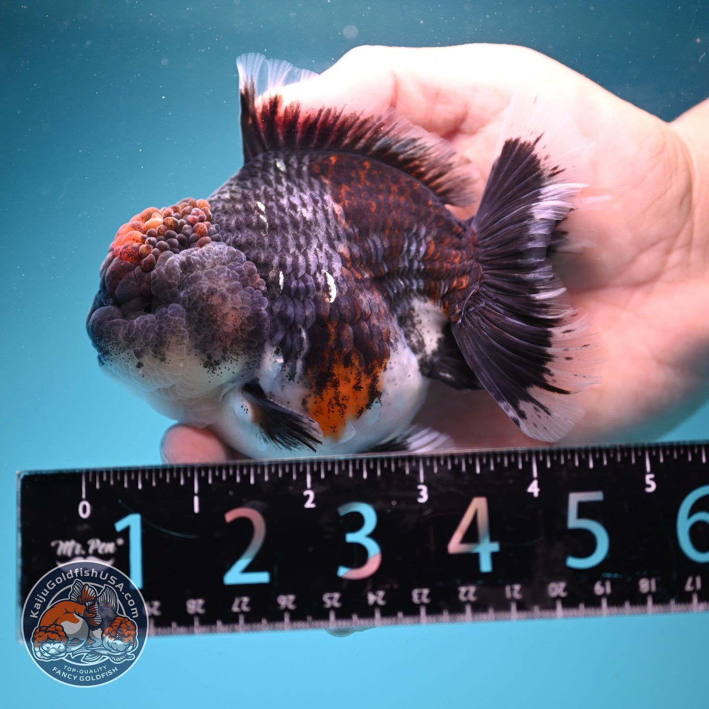Blue Based Kirin Oranda 4 inch Body (260828_OR20)